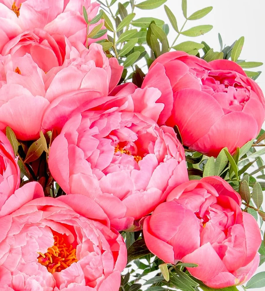 Peony Blush - Bukiet świeżo ciętych kwiatów na urodziny, rocznice lub prezenty z podziękowaniem - jasna i radosna niespodzianka kwiatowa
