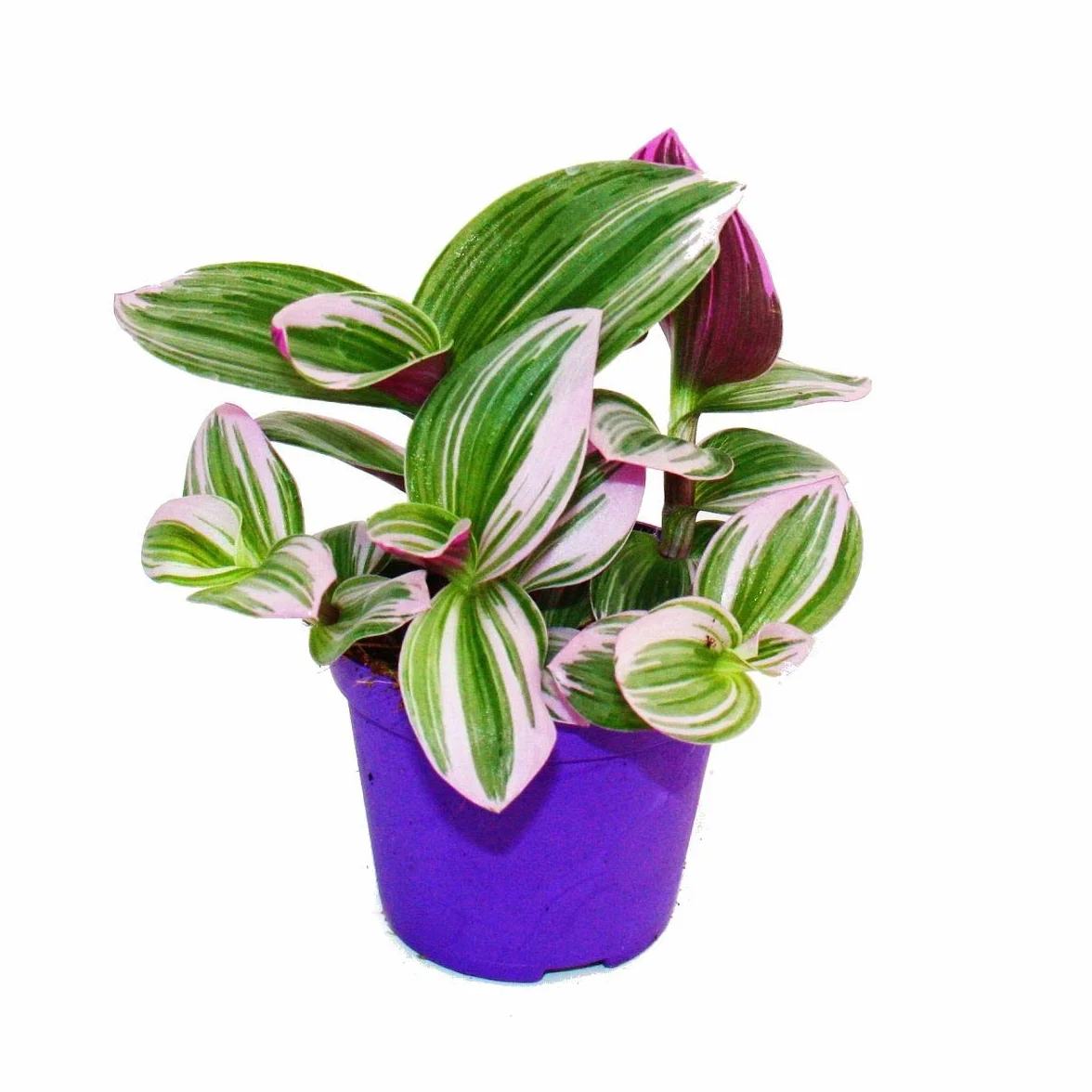 Exotenherz - Tradescantia "Nanouk" – łatwa w pielęgnacji wisząca roślina pokojowa – doniczka 9 cm – różowy