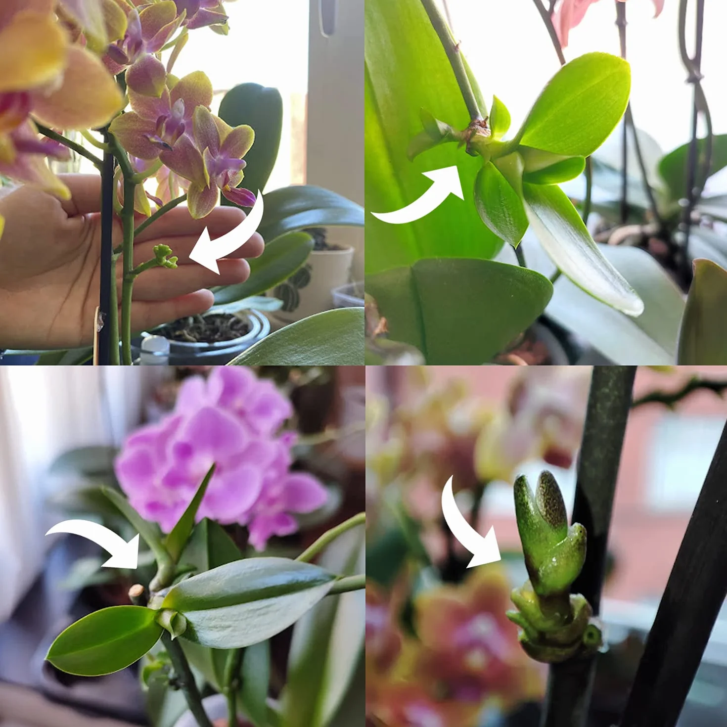 Miracle Lab Keiki pasta do klonowania – specjalna formuła cytokininy do storczyków i roślin domowych (9,4 g)