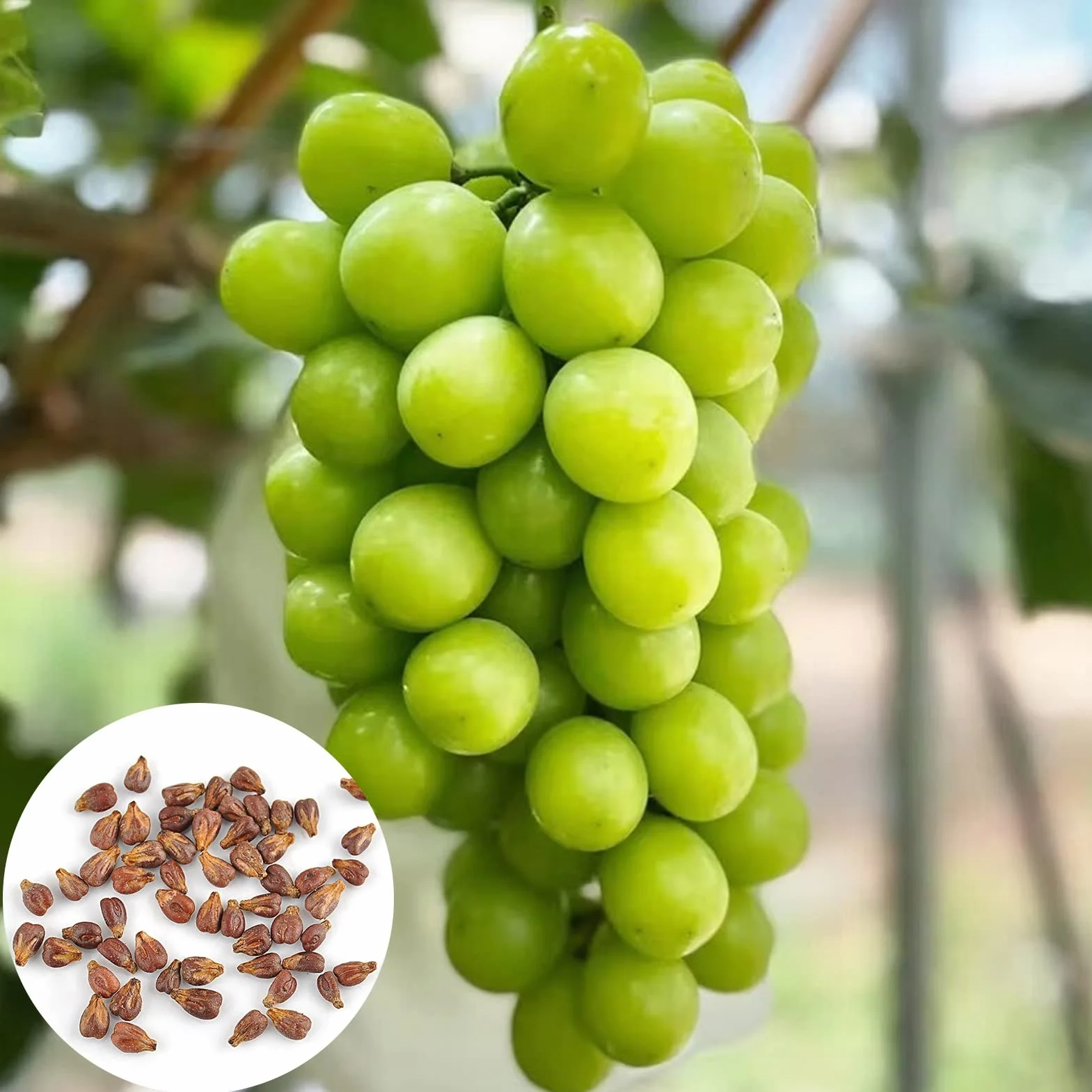 Nasiona winogron, 100 szt. Nasiona winogron do sadzenia nasion do sadzenia warzyw i owoców, słodkie nasiona owoców bez GMO Shine-Muscat Grape Home Garden Hydroponic Seeds Posiew
