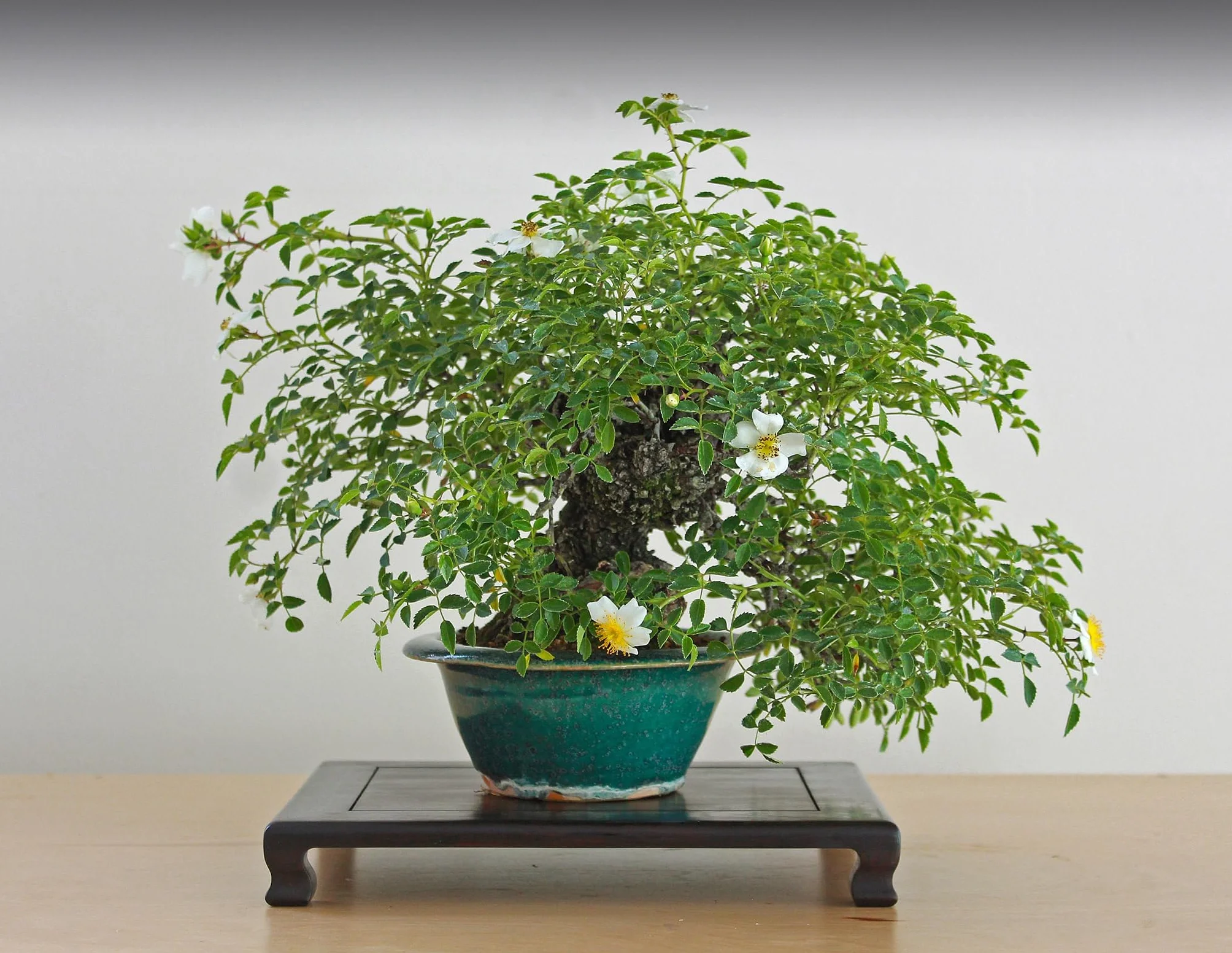 Nojus Zestaw Nasion Drzew Bonsai 7 Rodzajów Torebek Prezent Rośliny Doniczkowe