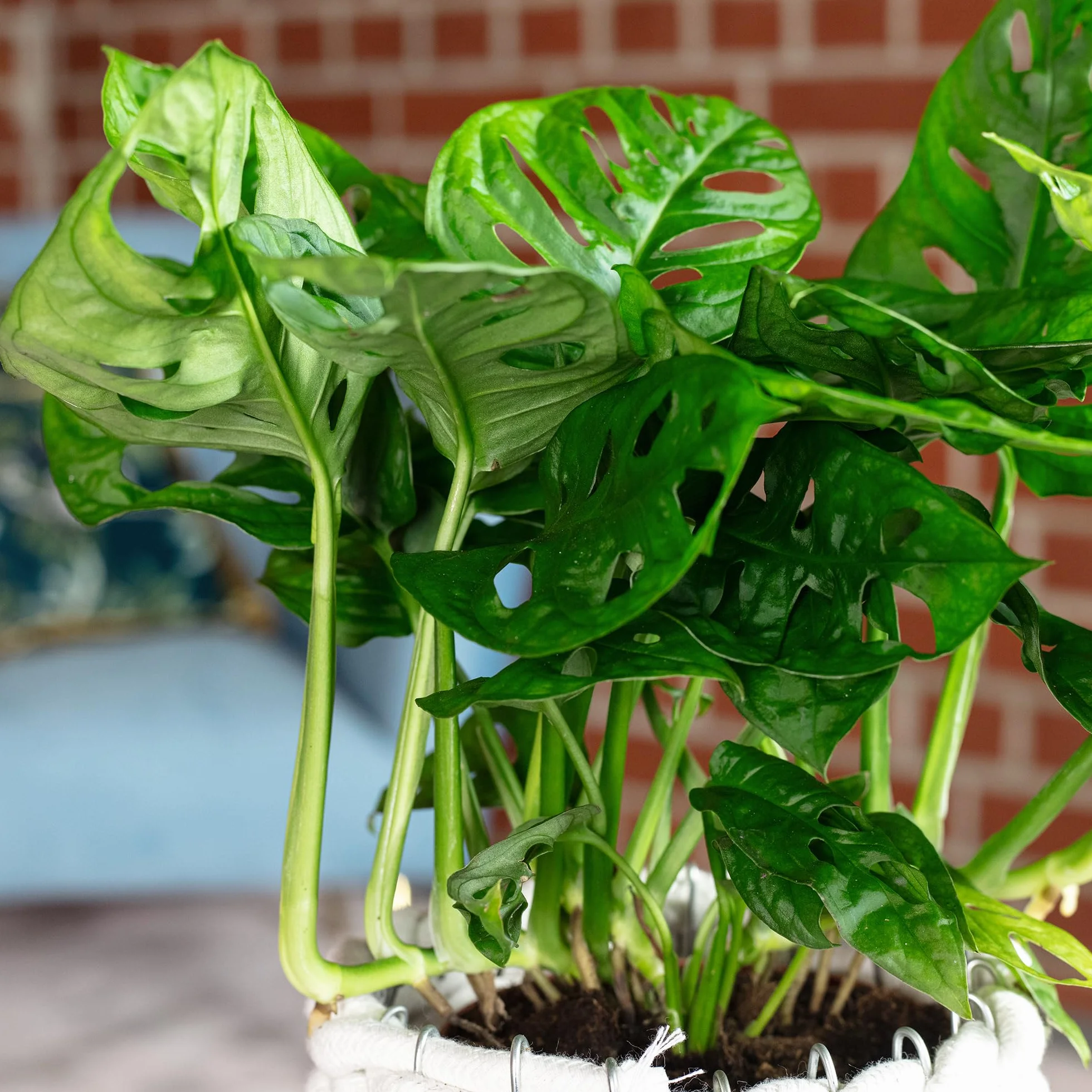 Monstera Monkey, łatwa w pielęgnacji roślina pokojowa, wysokość około 25 cm, średnica doniczki 12 cm