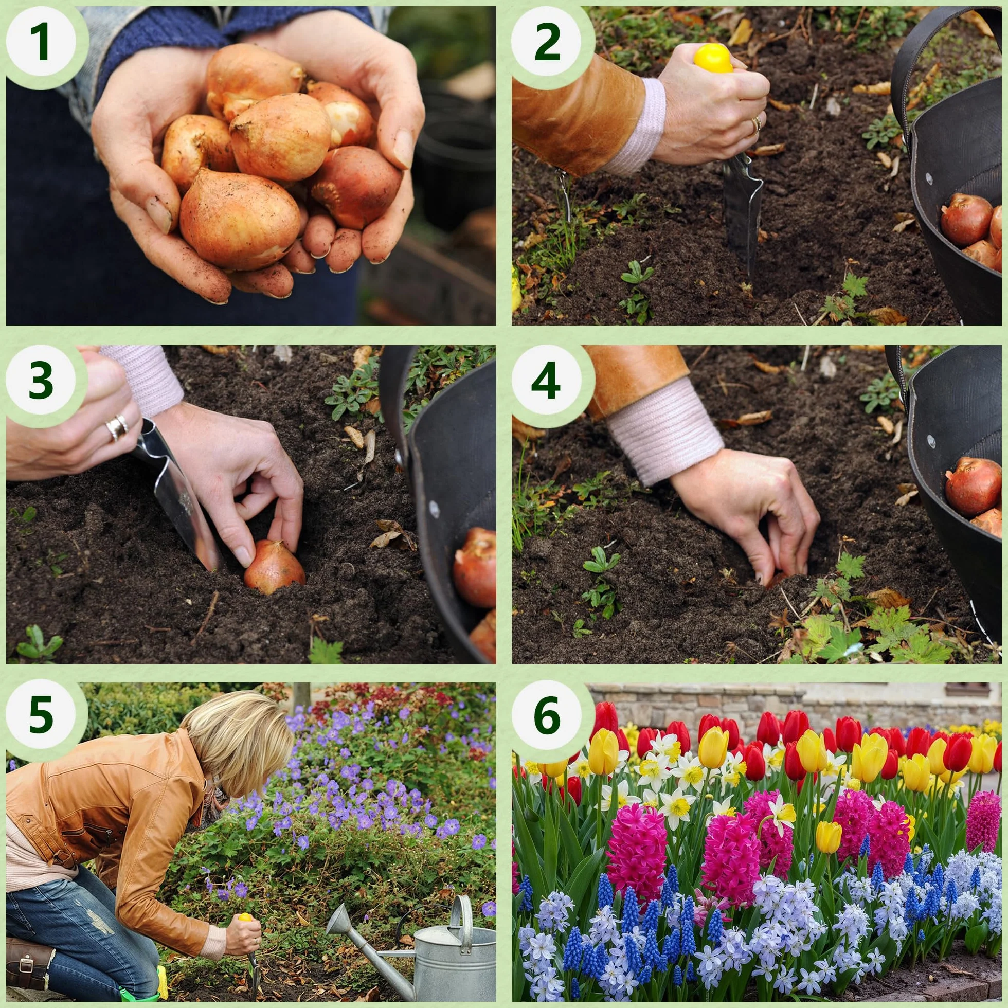 Kolekcja cebul kwiatowych Spring Border (50 cebul) ekskluzywna mieszanka z Holandii, odporna i wieloletnia do ogrodu, doniczek (duże, bez nasion, nie sztuczne) tulipany-narcyzy-hiacynty-muscari