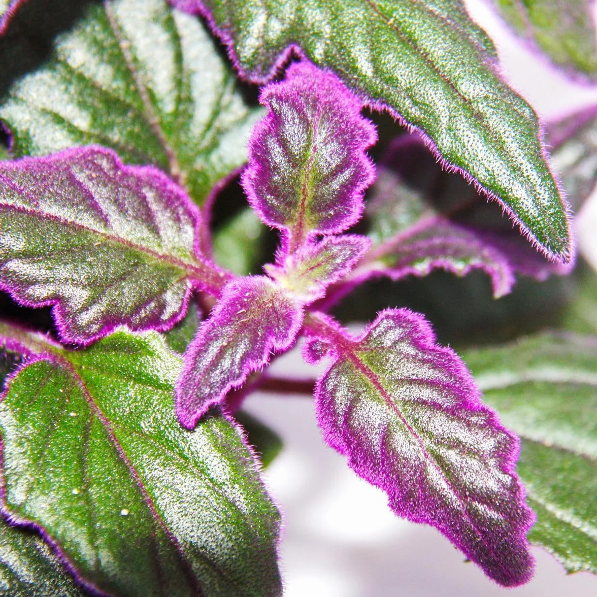 Gynura Purple Passion - Velvet-Leaf - Purple Plant - 12cm doniczka