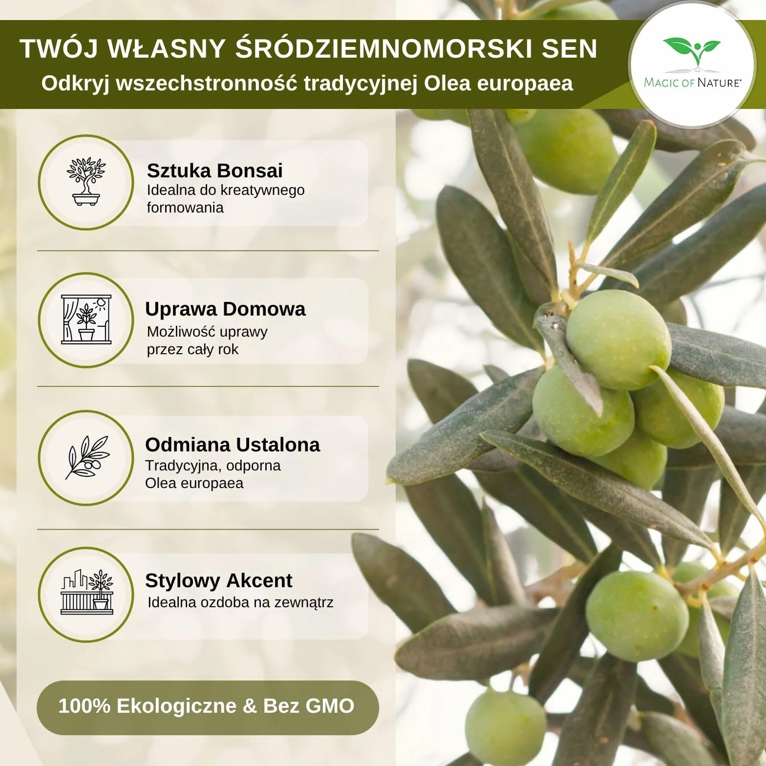 Nasiona Oliwki Olea europaea 10 Szt. Drzewko Śródziemnomorskie do Ogrodu Bonsai