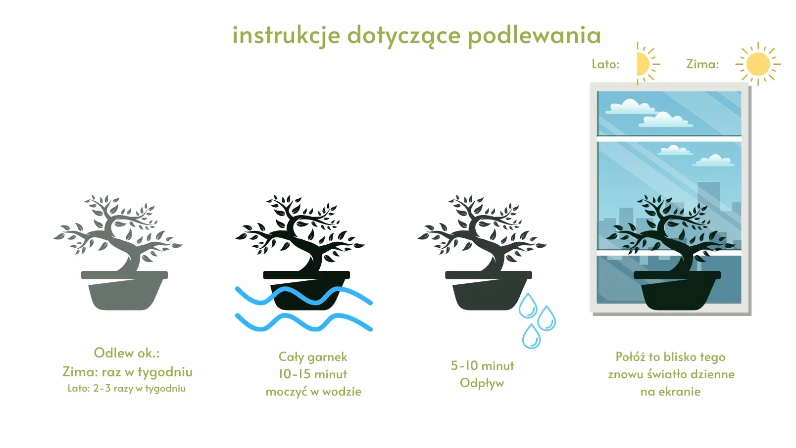 Drzewko Bonsai z Ceramiczną Doniczką - Ligustrum, Ficus, Carmona, Podocarpus, Wiąz Chiński - Ok. 6-9 lat (Rozmiar doniczki 20 cm)