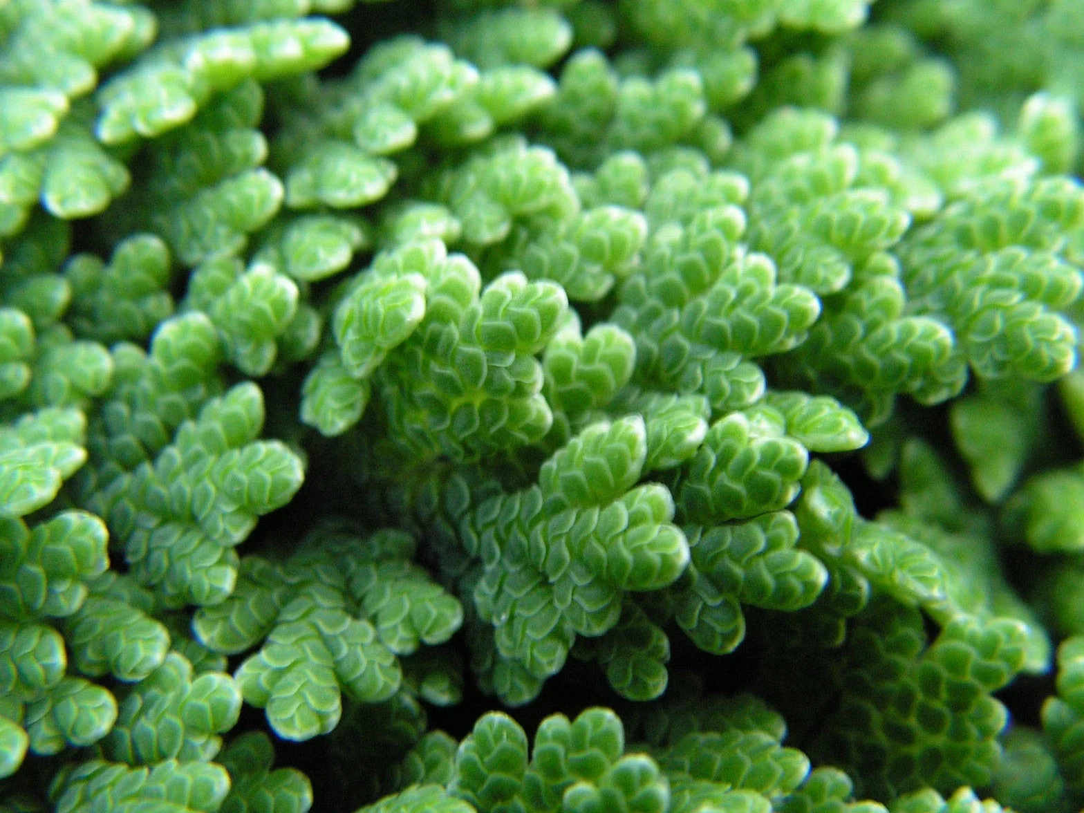 Portal Cool Azolla Caroliniana Feenmoos mrozoodporna paproć
