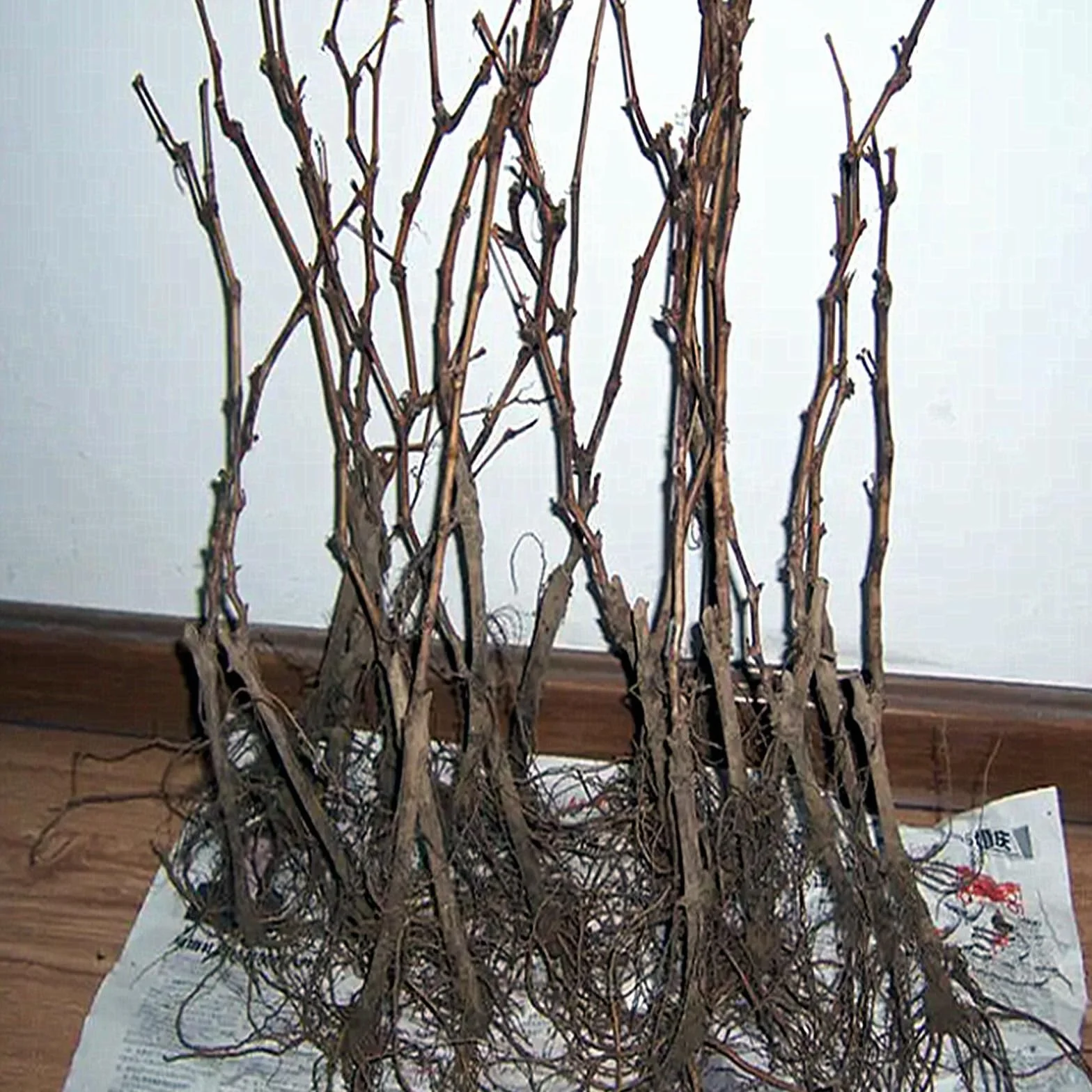 Winogrono do sadzenia, doskonały wyświetlacz, mieszanka zielonych kwiatów, organiczny i naturalny - 1bulb-e