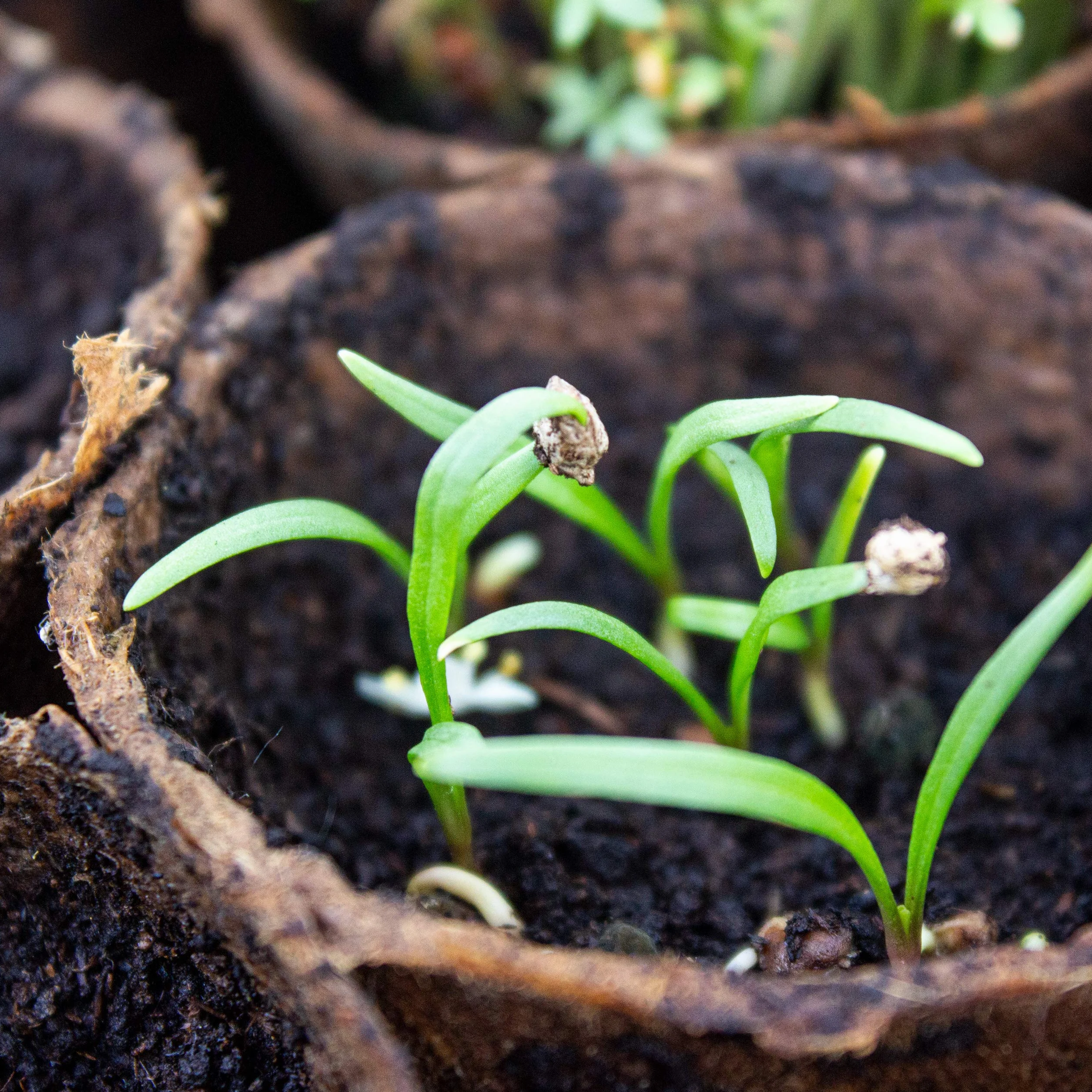 OwnGrown Donice do uprawy: 60 doniczek premium z włókien drzewnych – biodegradowalne – doniczki okrągłe do uprawy roślin – bez torfu, bez pikowania