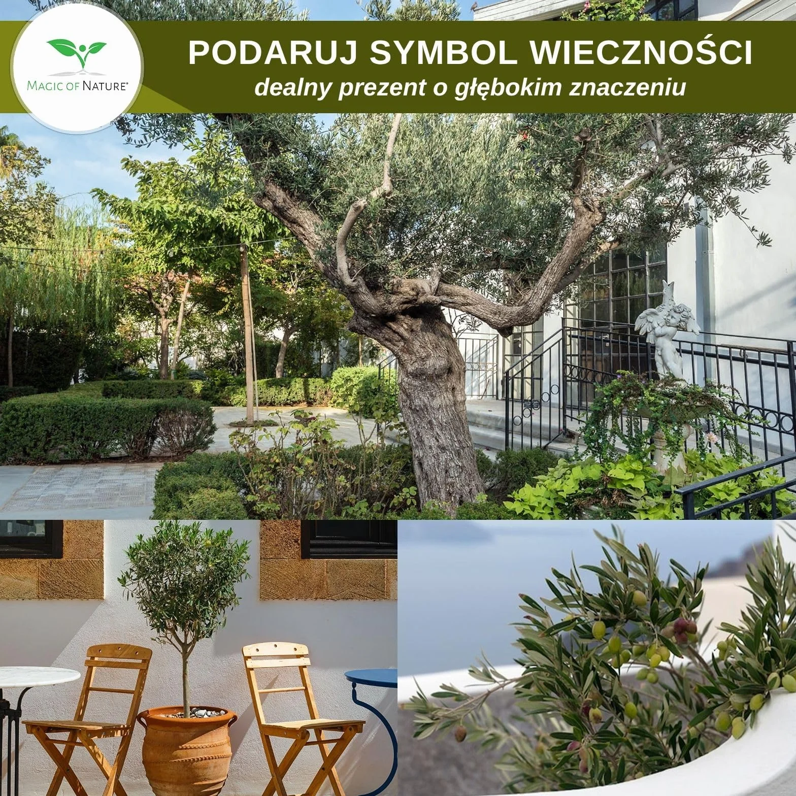 Nasiona Oliwki Olea europaea 10 Szt. Drzewko Śródziemnomorskie do Ogrodu Bonsai