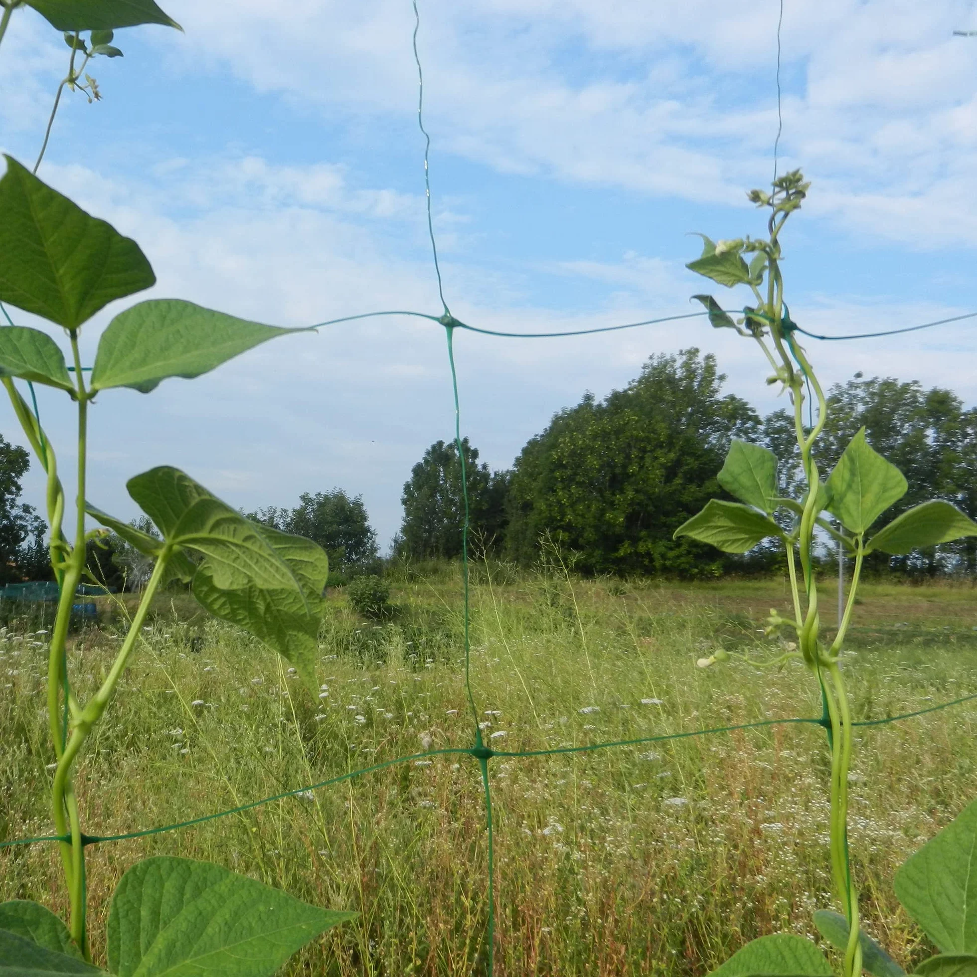Tenax Flora siatka do roślin pnących, 2,00 x 20 m, zielona