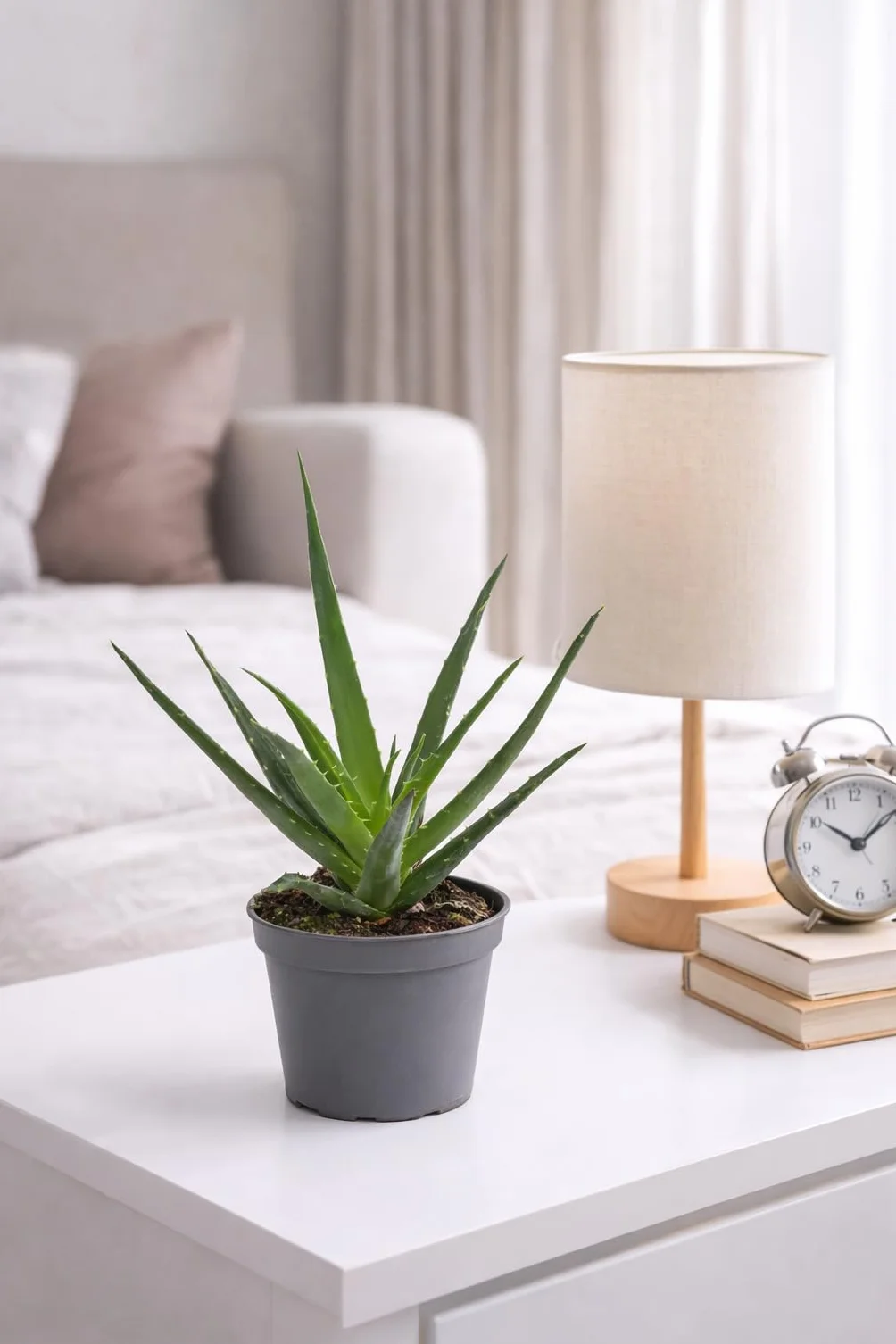 Roślina Aloe Vera 25 cm – prawdziwy aloes – roślina pokojowa