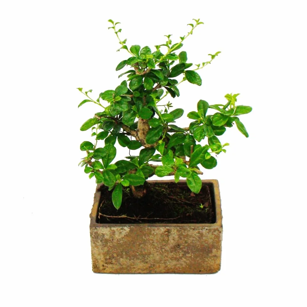 Bonsai do pokoju – nowoczesna, modna ceramika – bonsai pokojowe Carmona – 6 lat – wygląd kamienia