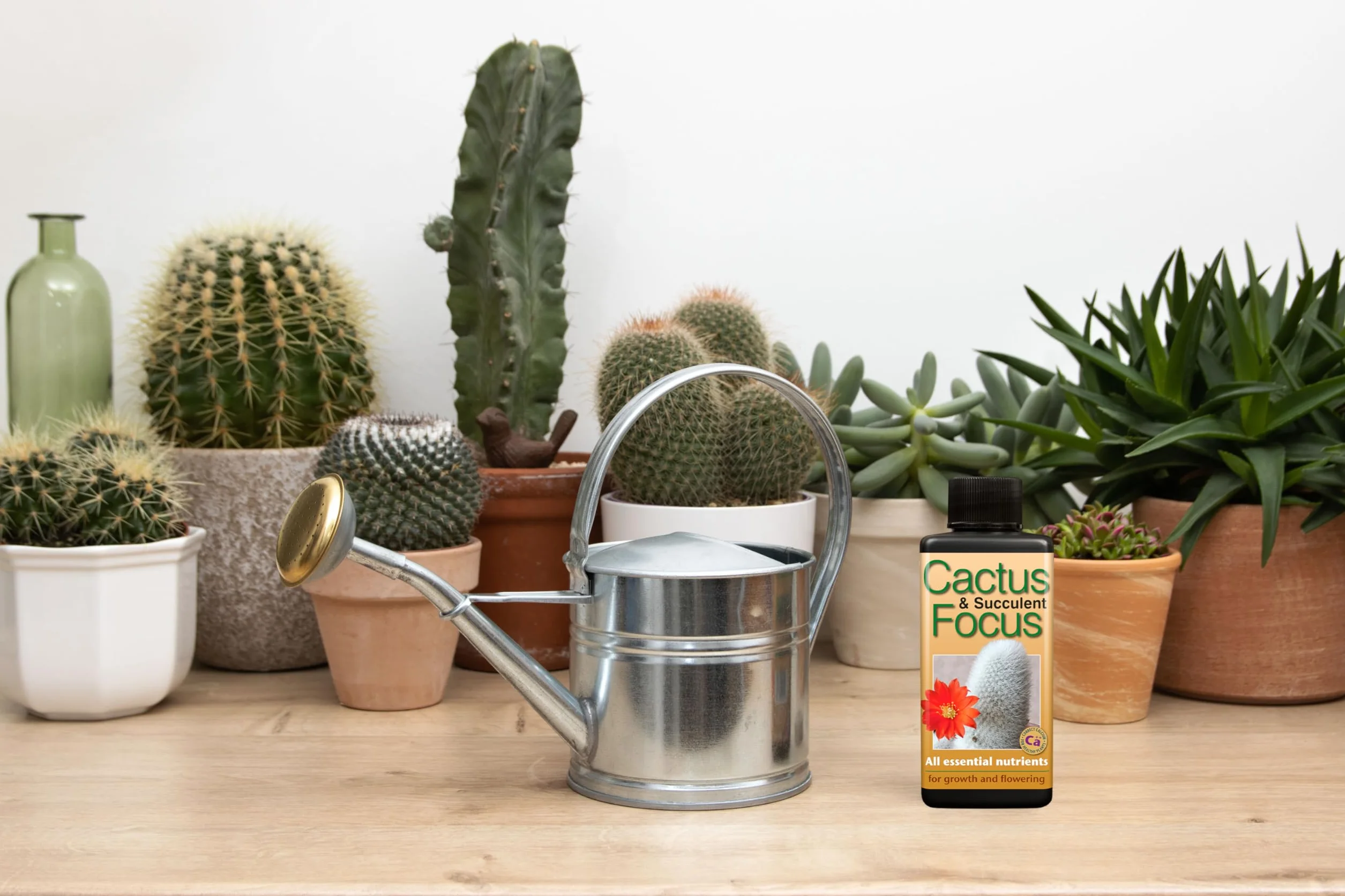 Kaktus i sukulent Focus 100 ml