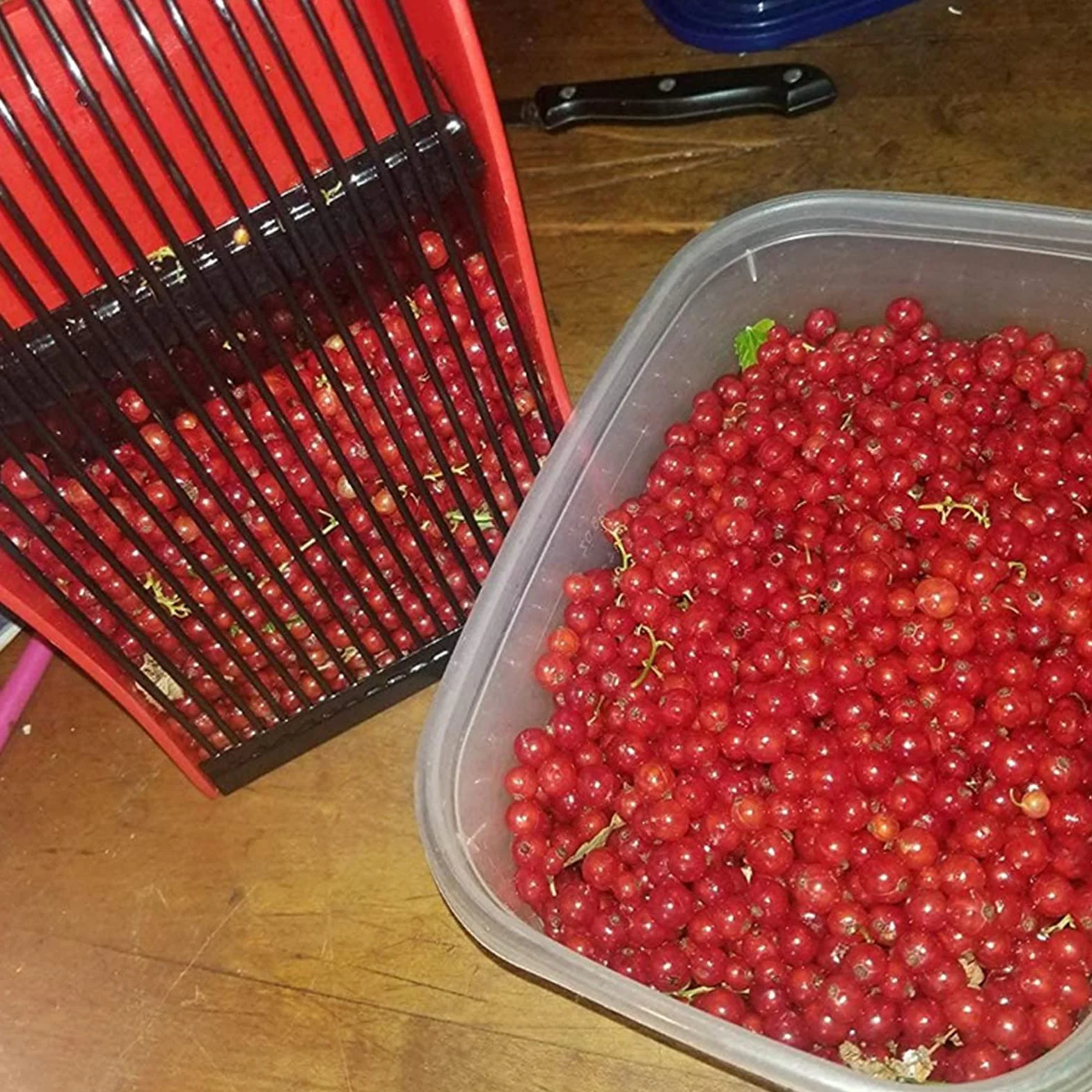 Zbieracz Jagód z Metalowym Grzebieniem, Plastikowa łyżka do Zbierania Jagód z Ergonomicznym Uchwytem, ​​grabie do Zbierania dla łatwiejszego Zbierania Jagód, łatwiejsza łyżka do