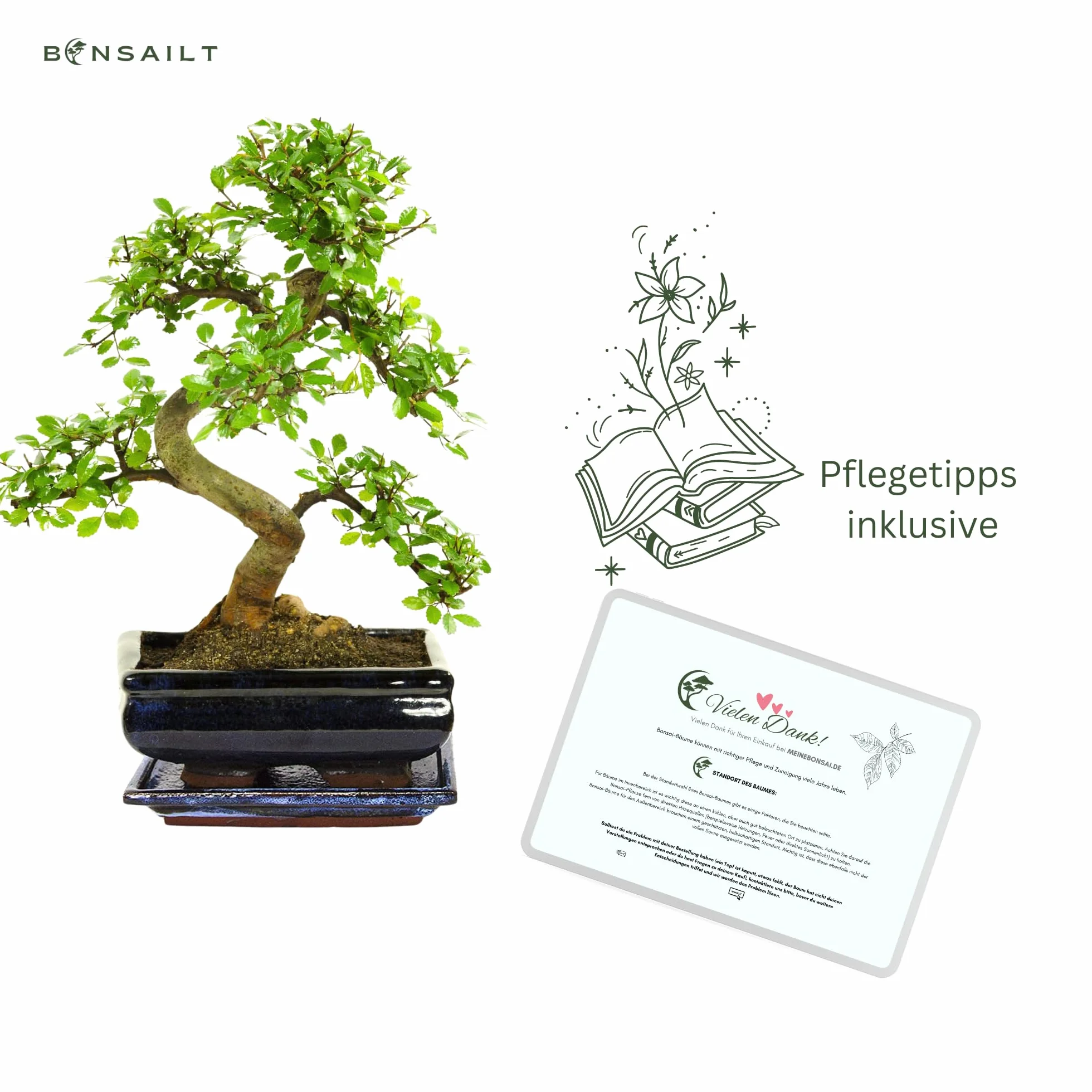 Bonsai z ceramicznym garnkiem Ligustrum Ficus Carmona Podocarpus Chiński wiąz 6-9 lat