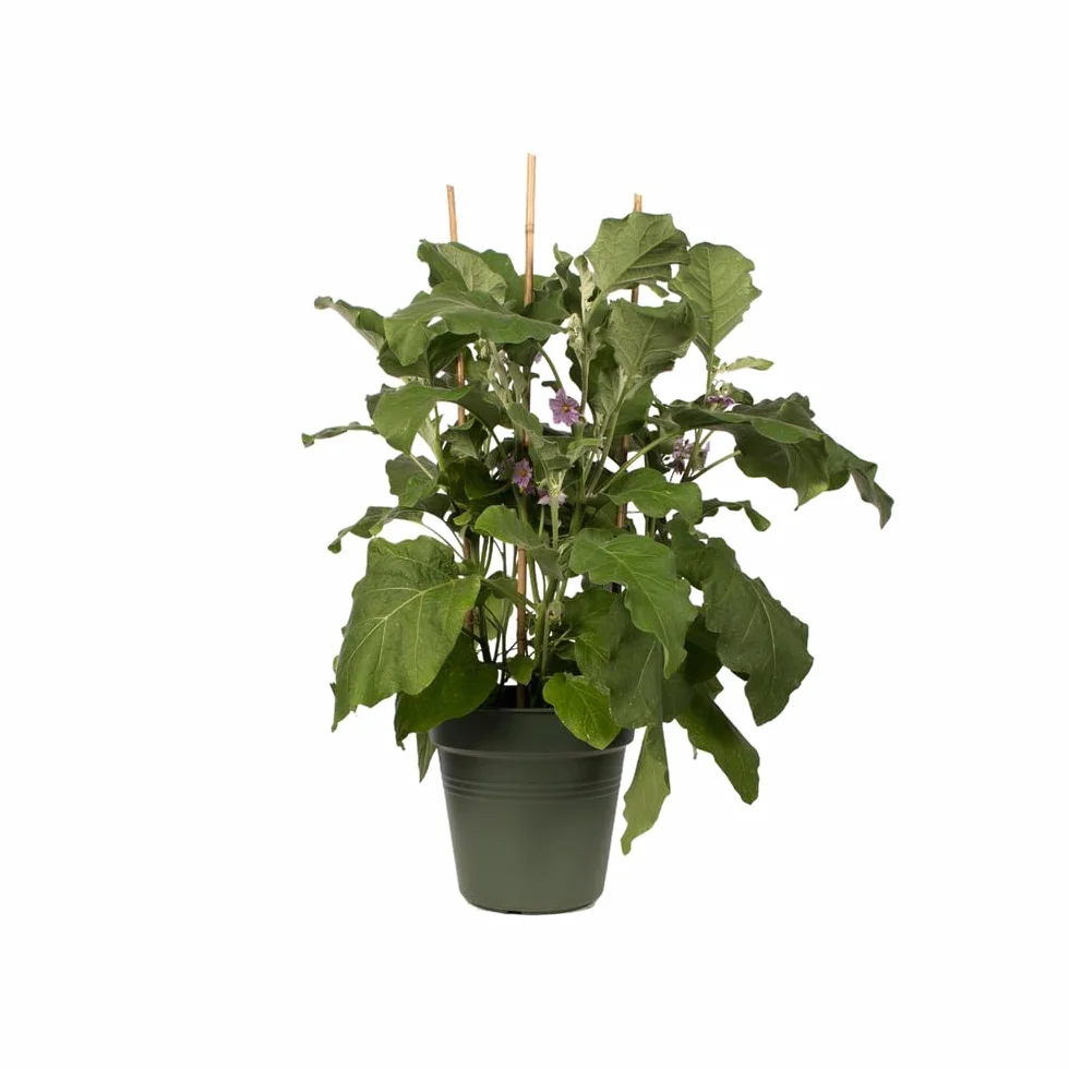Elho Green Basics doniczka do uprawy 30 – garnek do uprawy i zbiorów – Ø 30,0 x wys. 27,7 cm – zielony/zielony liściasty