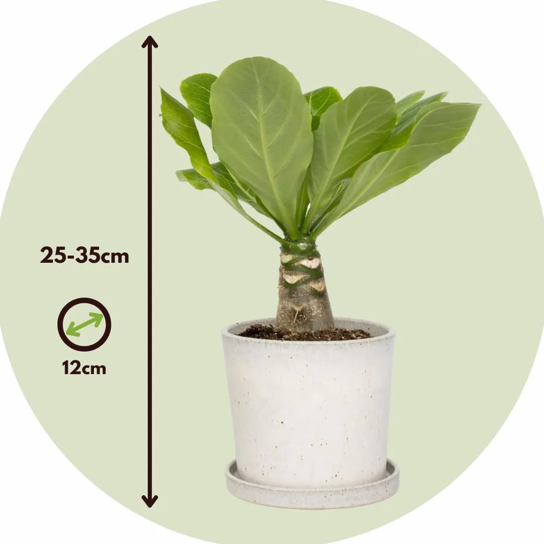 Brighamia Insignis Palma Hawajska Zestaw 2 sztuk Doniczka 12cm Wysokość 25-35cm