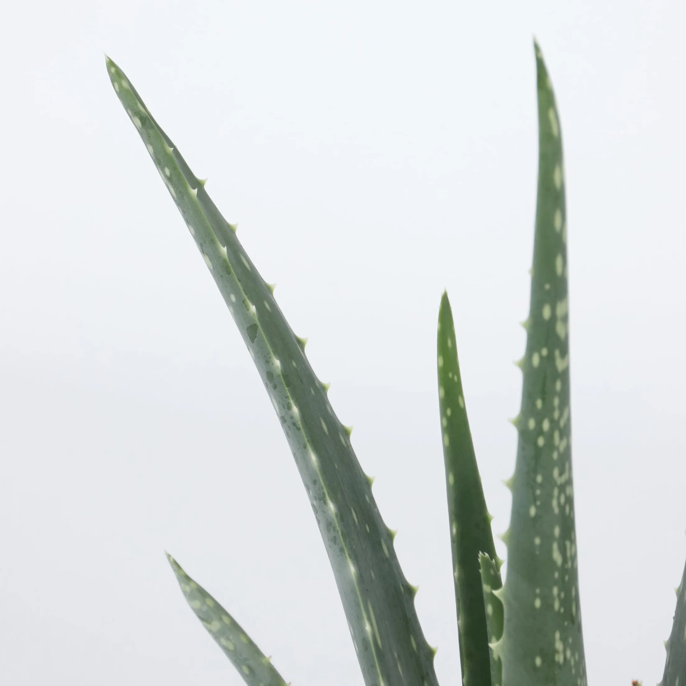 Aloes Aloe Vera Zestaw 4 sztuk Doniczka 10cm Wysokość 20-30cm