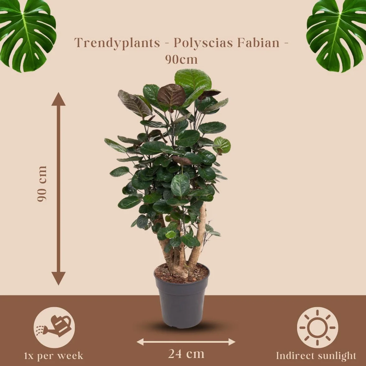 Trendyplants - Polyscias Fabian - Aralia - Roślina doniczkowa - Wysokość 80-100 cm - Średnica doniczki Ø24cm