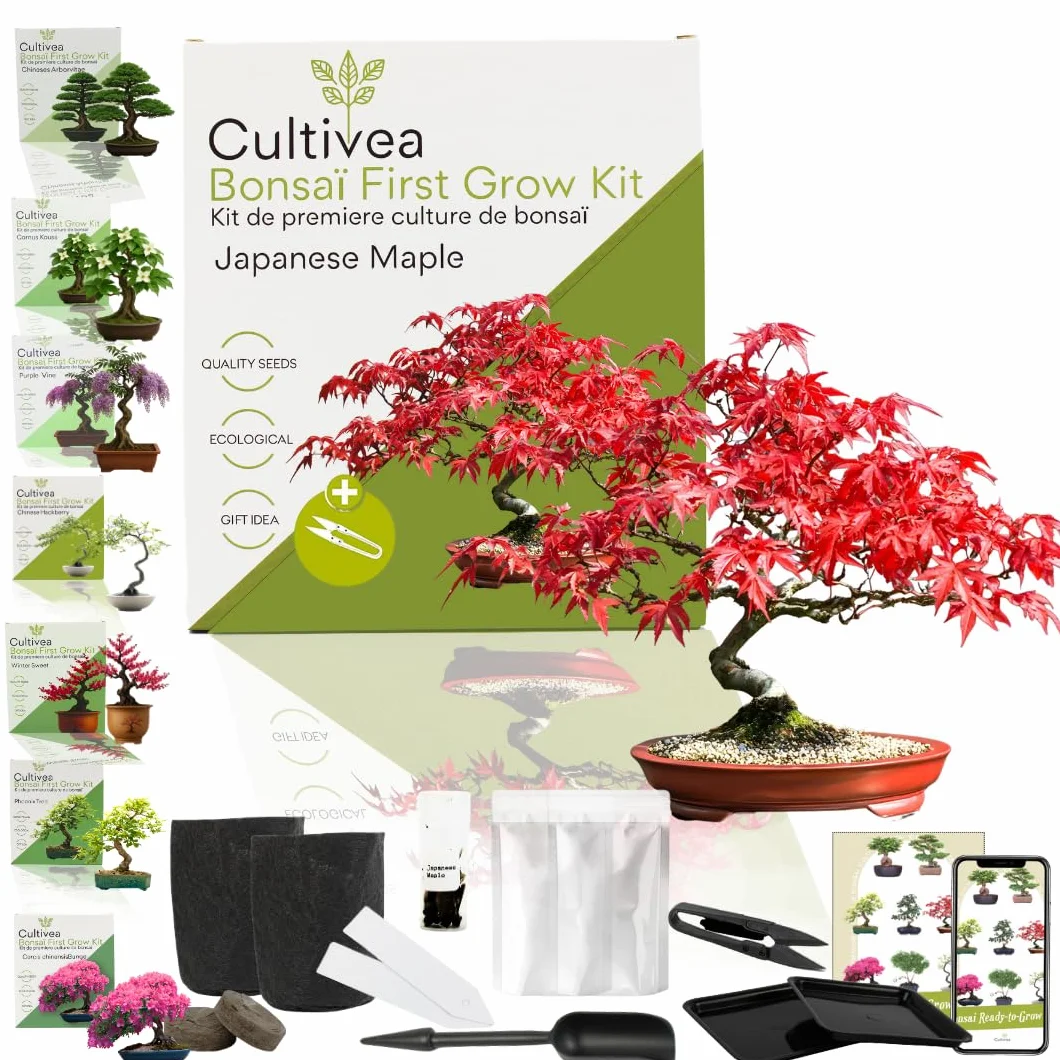CULTIVEA Pierwszy zestaw bonsai - kompletny zestaw z nasionami, akcesoriami i przewodnikiem - Bonsai do uprawy | Oryginalny pomysł na prezent (japońska klona)