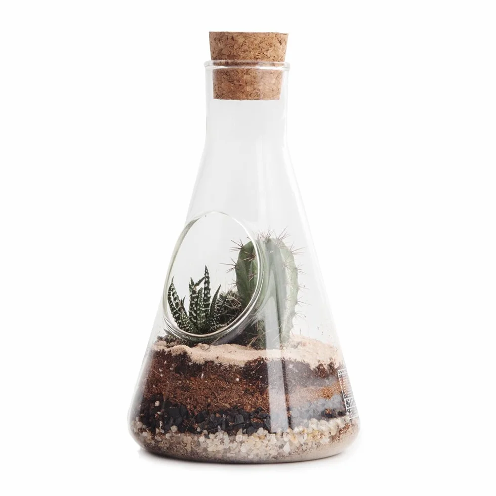 Suck UK Zestaw do terrarium | Uprawiaj własne rośliny terrarium | Zestaw do roślin wewnętrznych | Słoik terrarium, ziemia terrarium i węgiel aktywowany | Prezenty dla roślin i ogrodnictwo dla mężczyzn