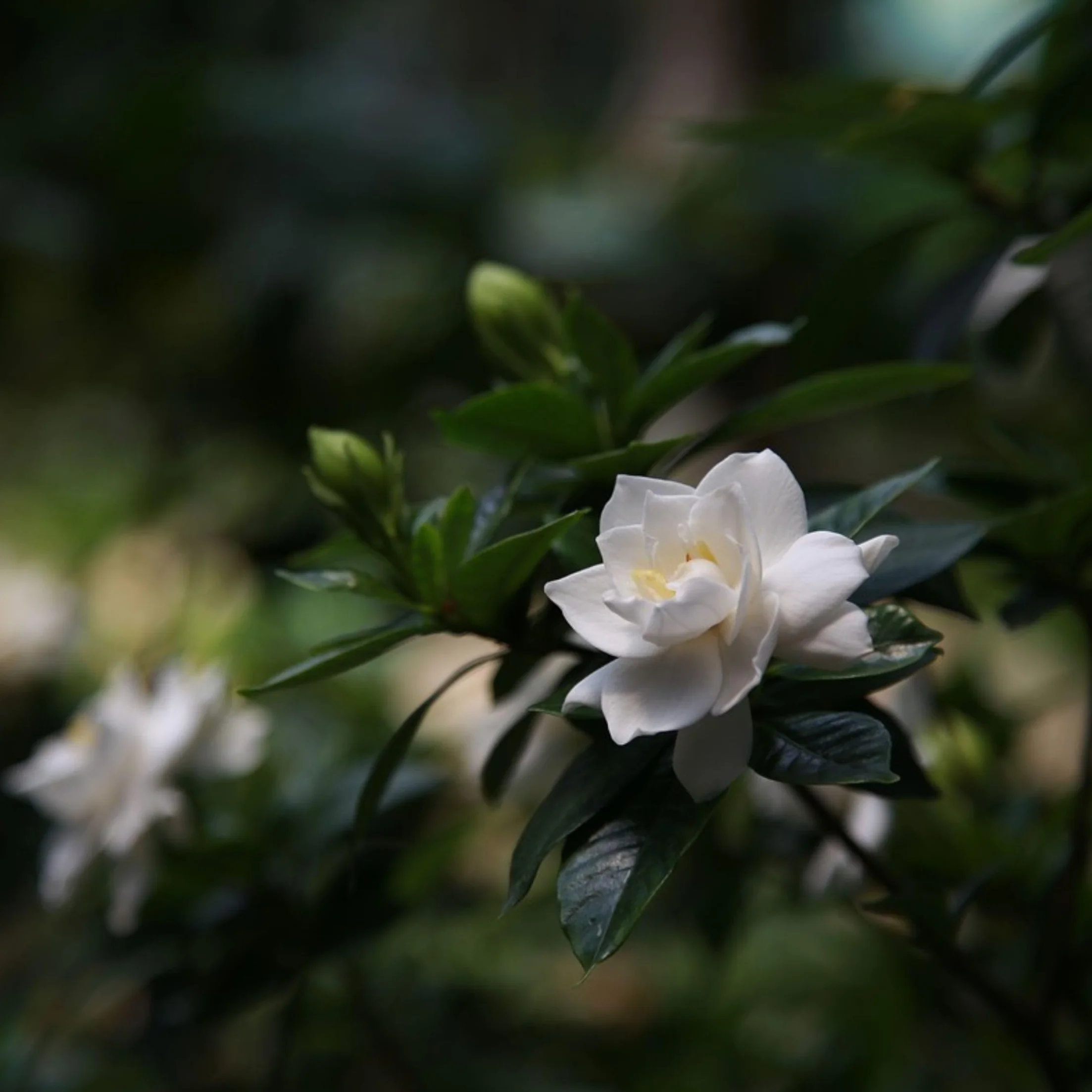 Gardenia Jaśminowata Zestaw 2 sztuk Roślina domowa Doniczka 13cm Wysokość 20-30cm