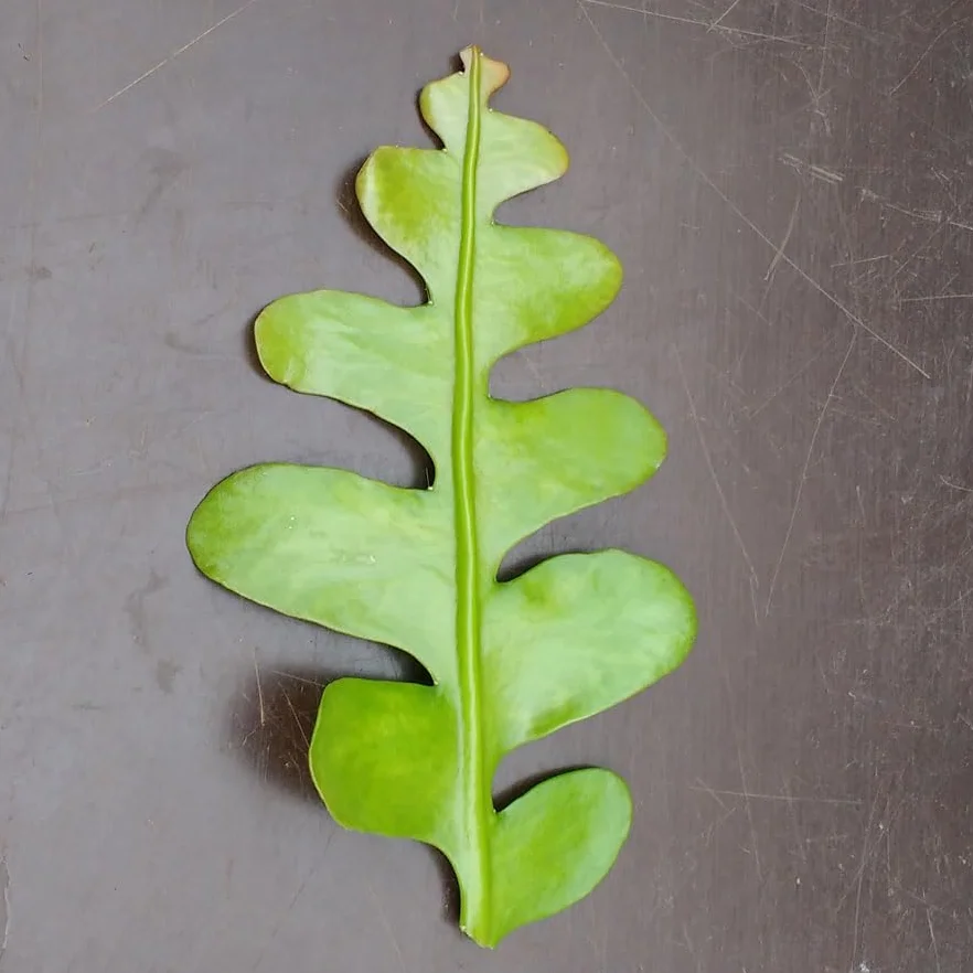 SUNNYPLANTS – Epiphyllum anguliger, kaktusy w jodełkę, rośliny Epiphyllum, sadzonki, kaktusy, nasiona kaktusa, sadzonki, sukulenty, rośliny pokojowe
