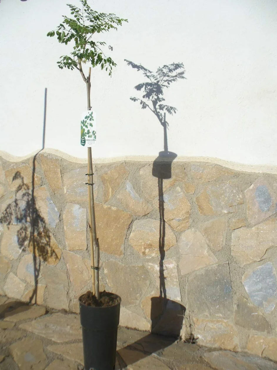 Moringa oleifera drzewo rzodkiewki morskiej, 1 młode drzewko o wysokości ok. 85–130 cm, szybko rosnące drzewo zdrowia