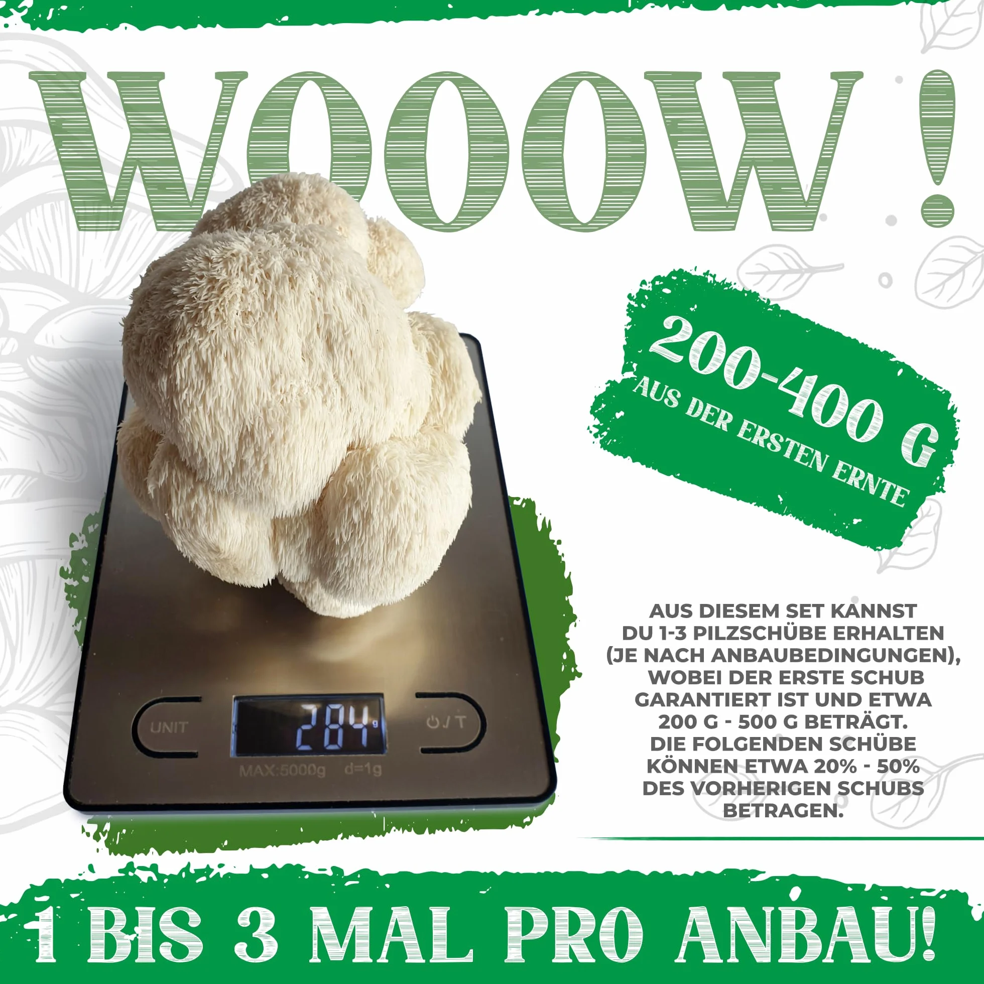 BIO Zestaw do hodowli grzybów | Grzyby gryfola (Hericium erinaceus) dziecinnie proste w uprawie | Zestaw do hodowli grzybów do domu | Kompletny zestaw do hodowli grzybów w ekologicznej jakości