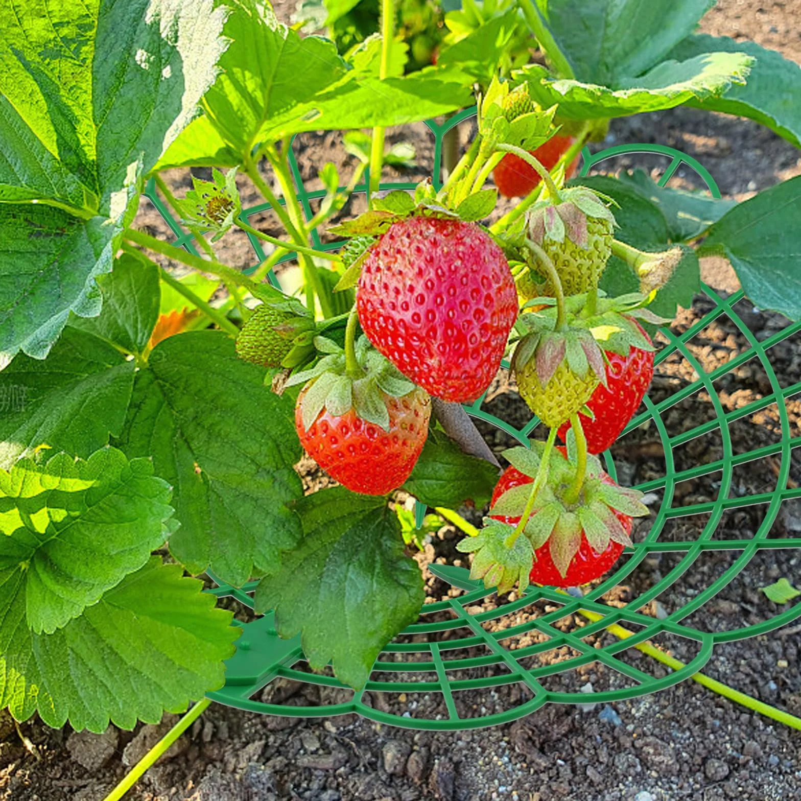 KEILEOHO Stojak na Truskawki 30 sztuk 29 cm x 4,2 cm Zielony Tworzywo Sztuczne