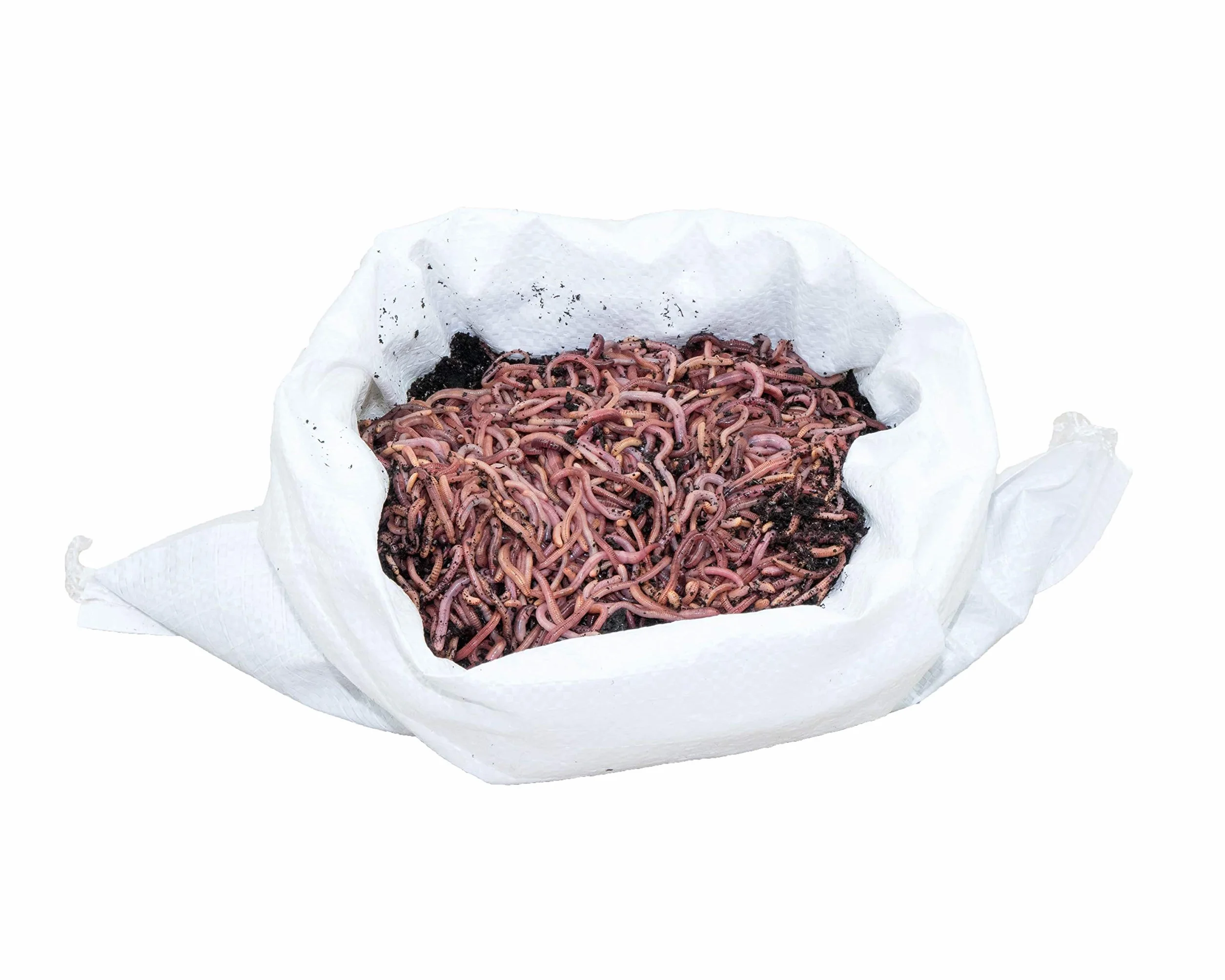 Robaki kompostujące / robaki ogrodowe / robaki przeciwdeszczowe 0,5 kg