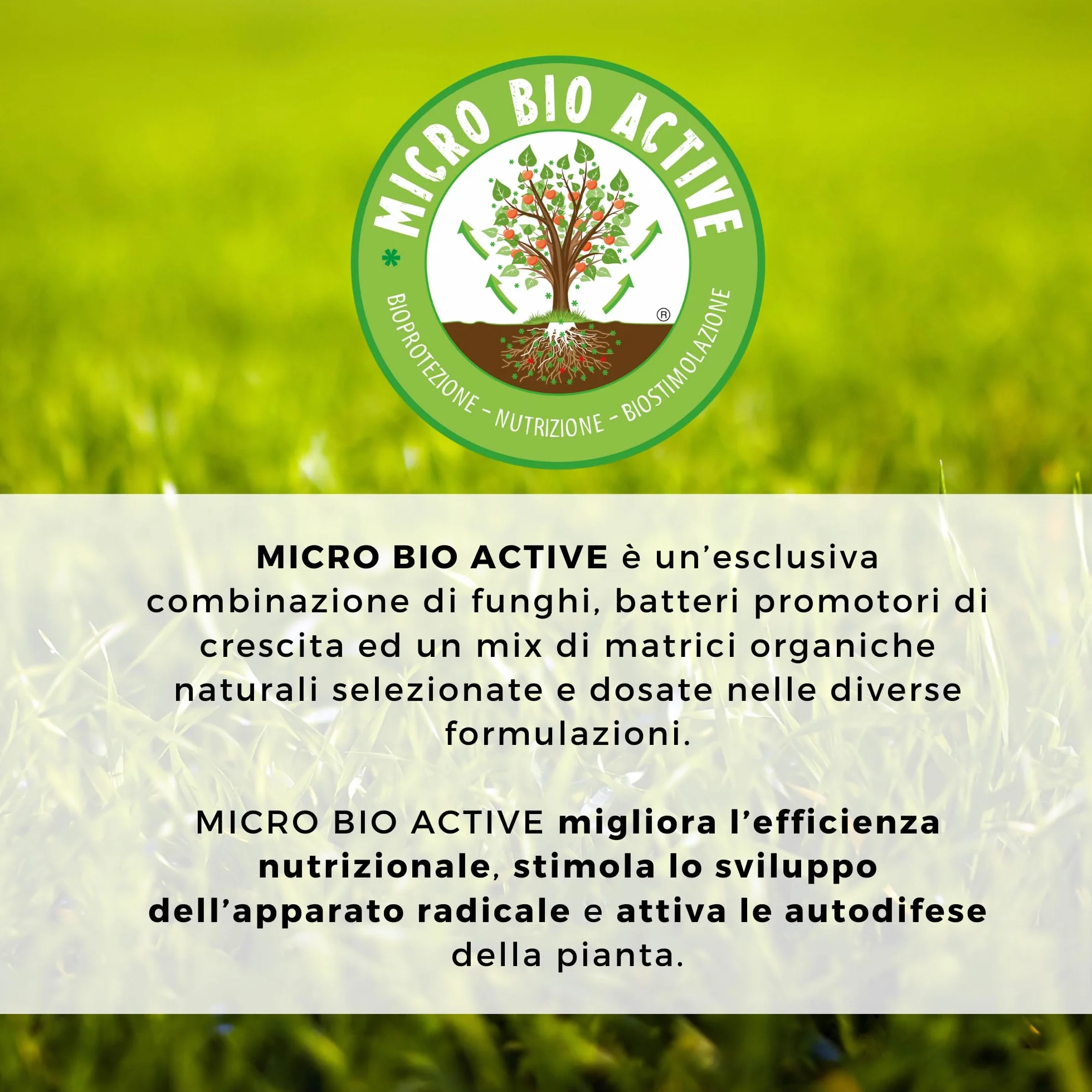Bio Inokulo z grzybów mikoryzowych Beauveria bassiana Metarhizium 1 kg