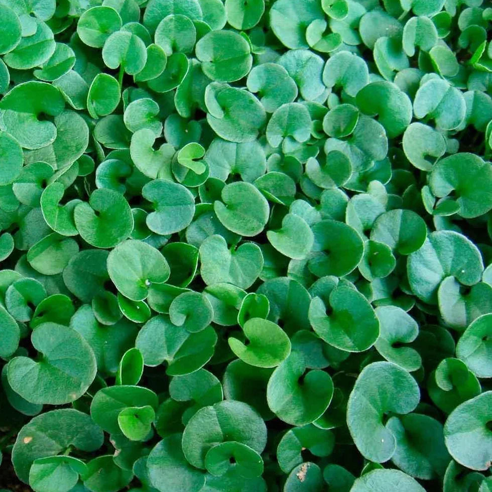 Dichondra Repens Nasiona Trawnika 900g 90m² Origin USA Odporne Dekoracyjne