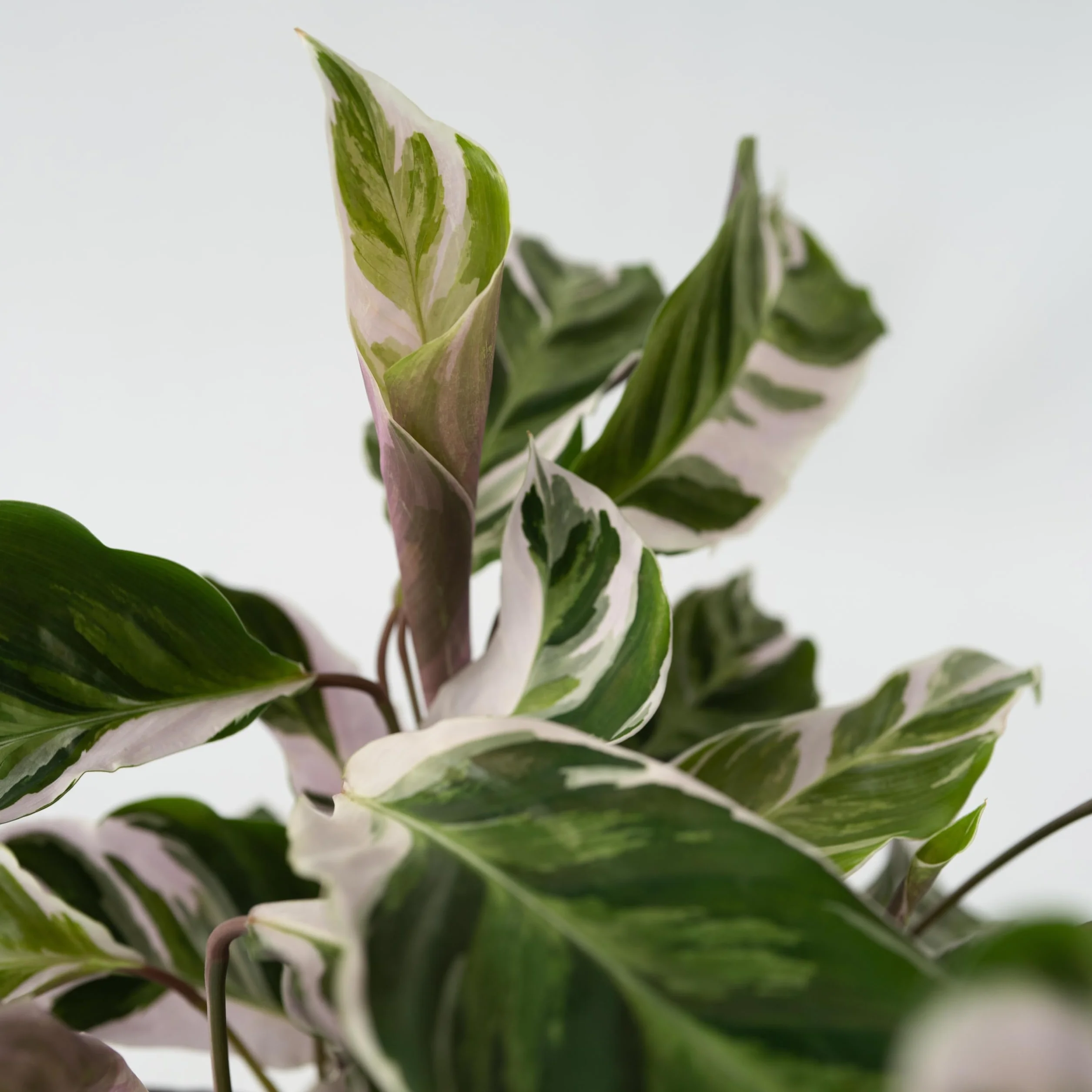 Calathea 'Fusion White' Kalatea 14cm 30-40cm