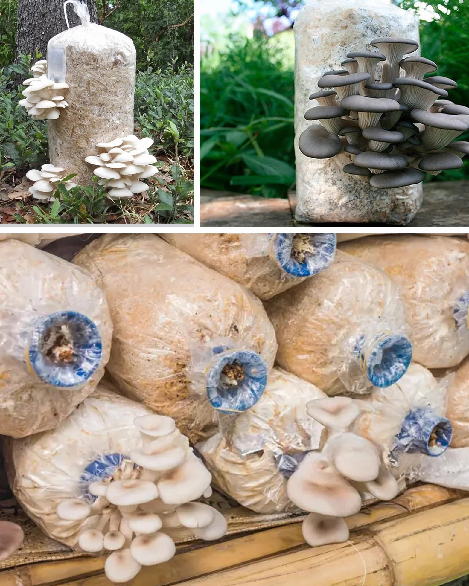 50 sztuk worków do hodowli grzybów: przezroczyste worki do uprawy grzybów, zestaw worków do uprawy grzybów z filtrem do pieczarek, grzybów Enoki Shiitake, zbóż, boczniaków (32 x 50 cm)