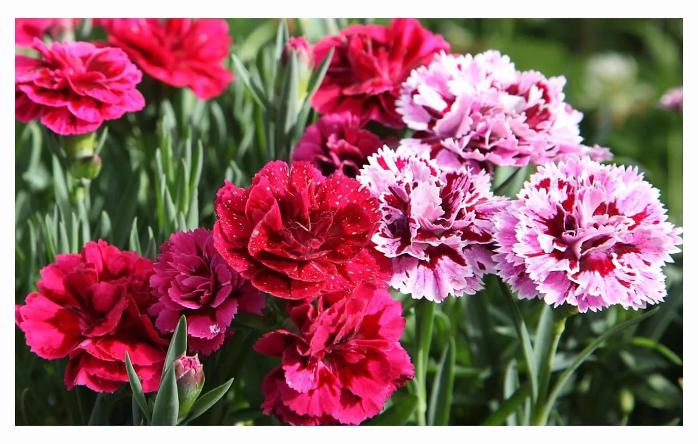 ORO FLOWERS 1,5KG – Długodziałający specjalistyczny nawóz do róż i kwiatów rabatowych