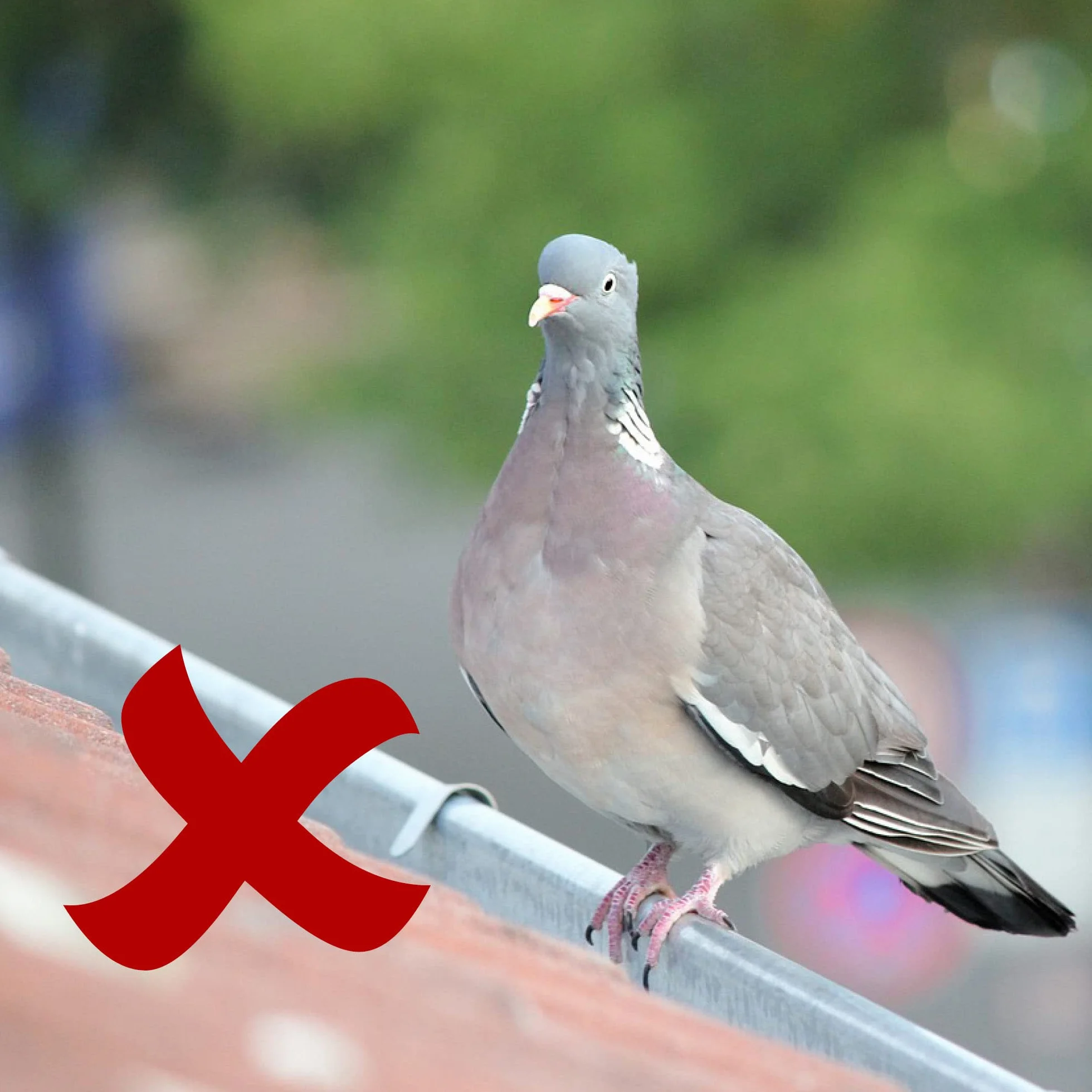 COM-FOUR® 12x Premium kolce chroniace golebie wykonane ze stali nierdzewnej - Kolce chroniace przed ptakami na balkon, okno i dach - Kolce do ochrony golebi