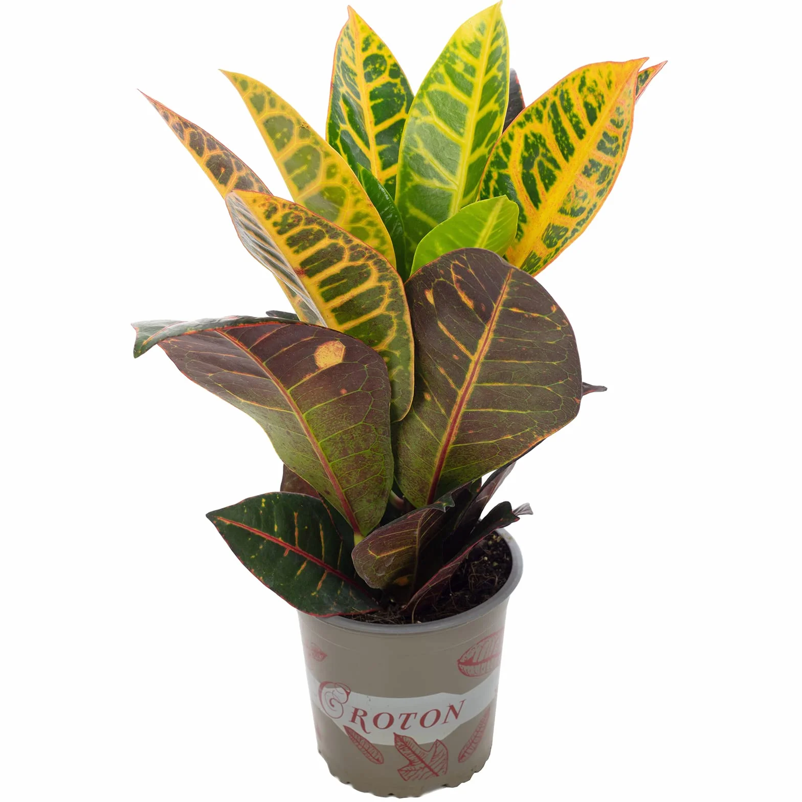Codiaeum Petra krzew 40 cm doniczka 13 cm roślina pokojowa