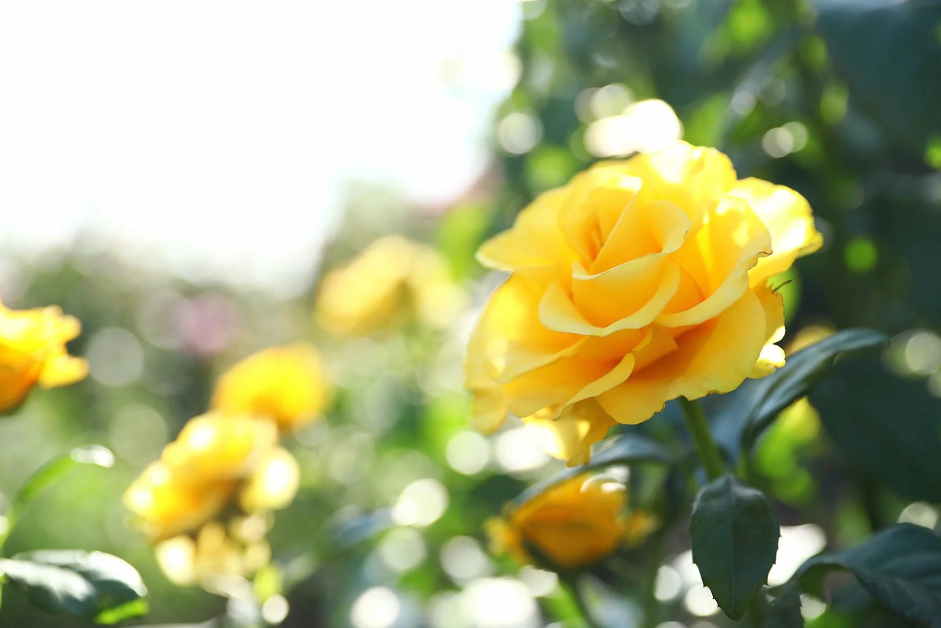 ORO FLOWERS 1,5KG – Długodziałający specjalistyczny nawóz do róż i kwiatów rabatowych
