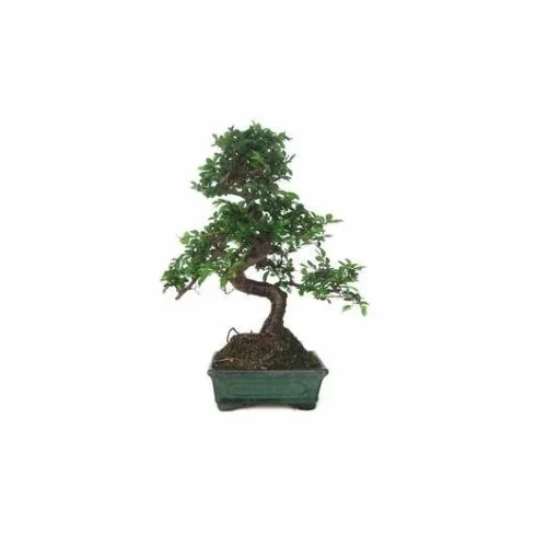 CHIŃSKI WIĄZ Zelkova parvifolia 6 lat