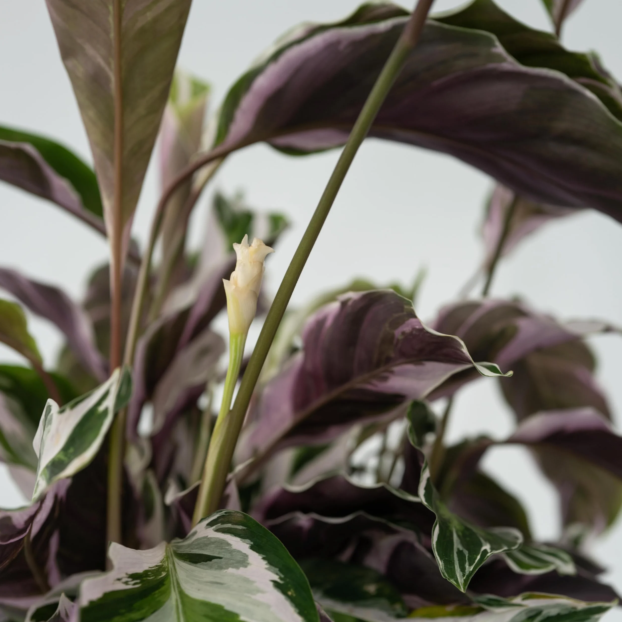 Calathea 'Fusion White' Kalatea 14cm 30-40cm
