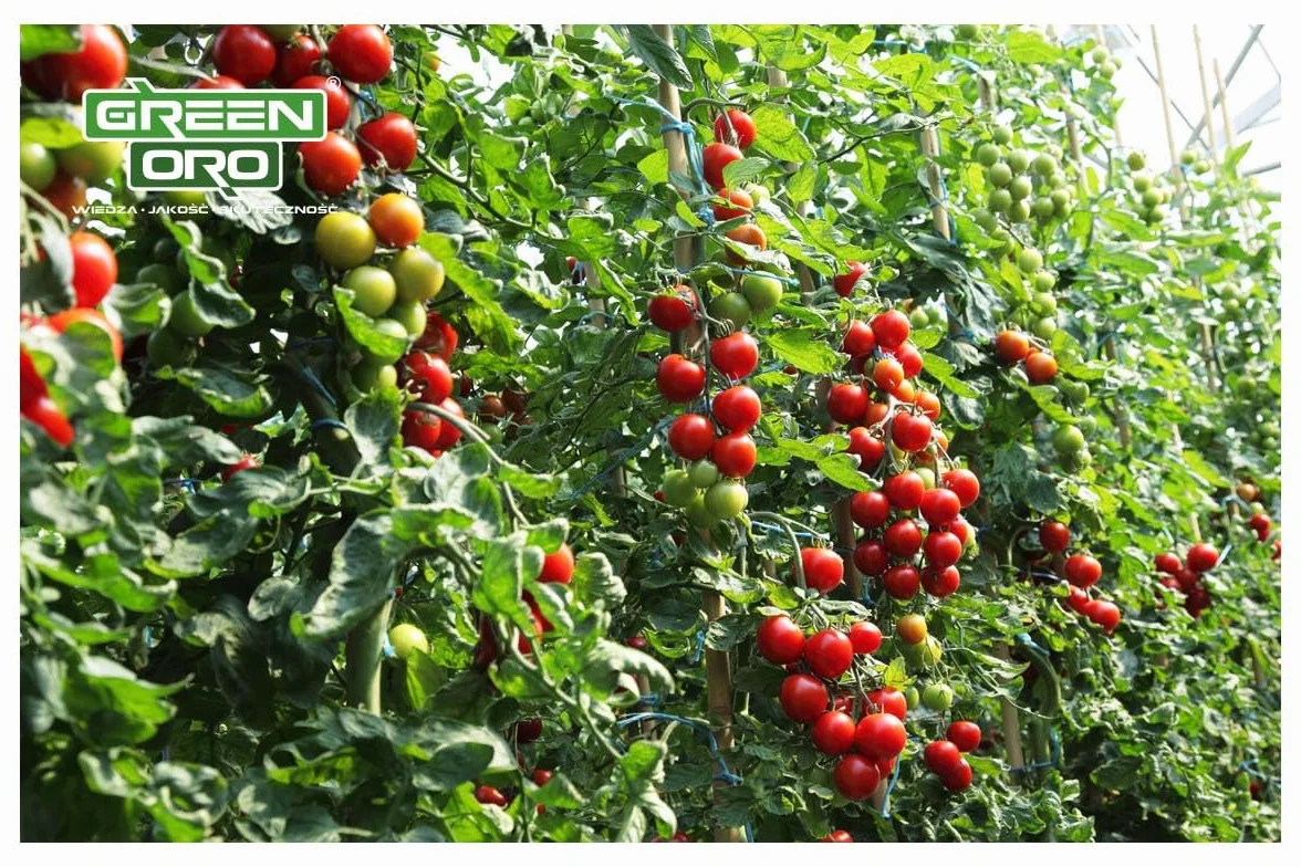 TOMATO POWER 1,5 KG – Specjalistyczny nawóż do pomidorów, papryki, cukinii, bakłażanów, ziemniaków, ogórków i dyni – Długotrwałe działanie do 100 dni