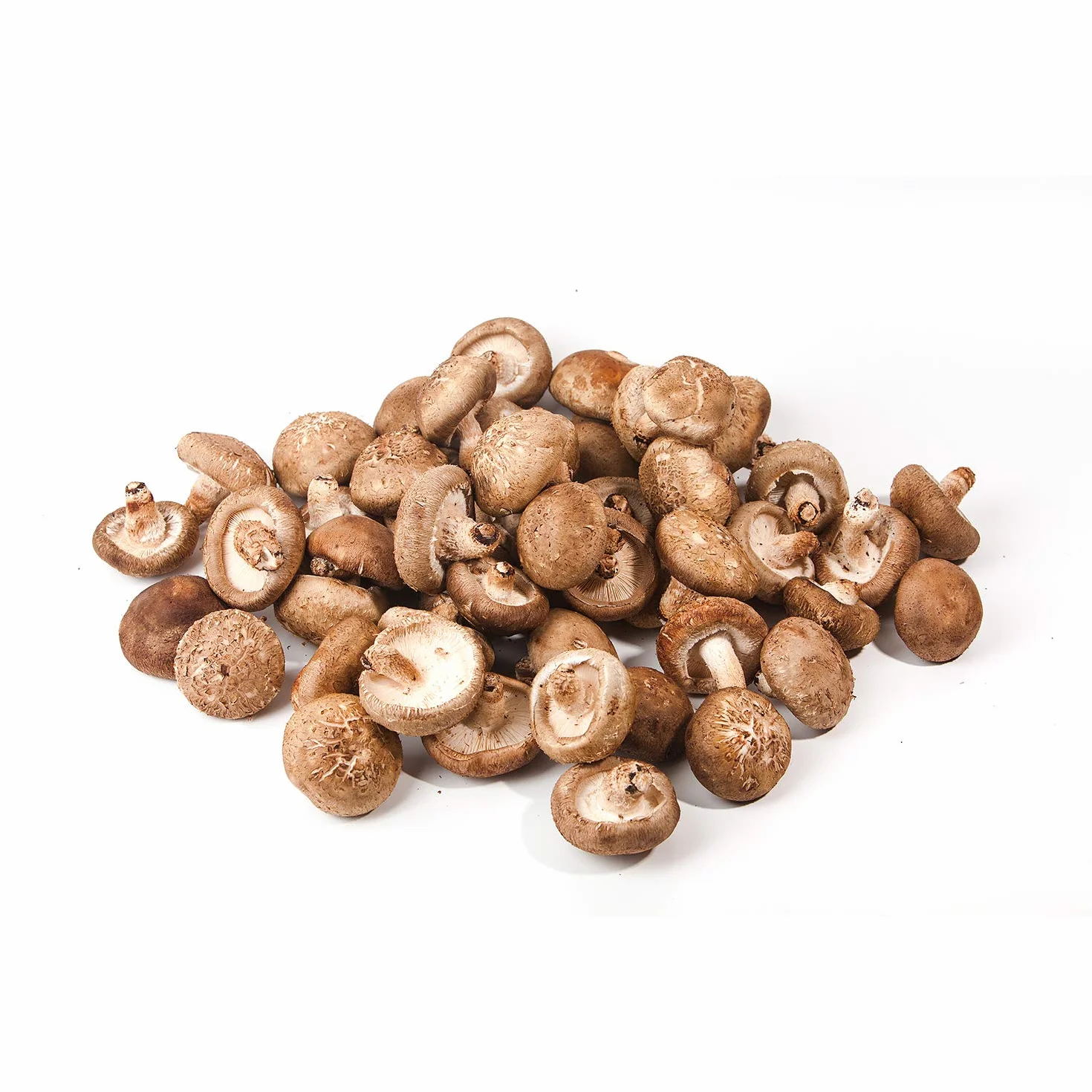 Hawlik Pilzbrut Zaszczepiacz grzybów - uprawiaj grzyby Shiitake na drewnie i pniach drzew - łatwo uprawiaj świeże grzyby - 20 kołków grzybowych z grzybnią do uprawy na brązowym drewnie