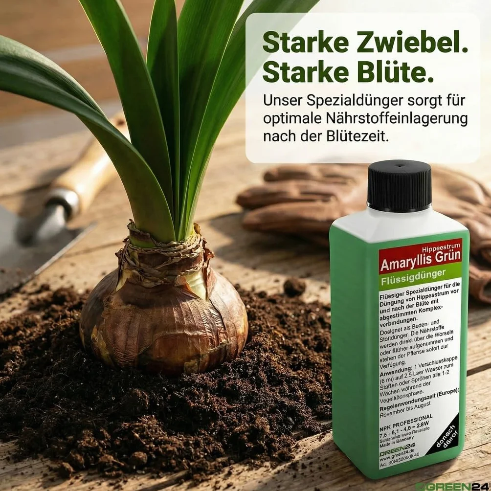 GREEN24 Amaryllis nawóz płynny HIGHTECH na czas bez kwiatów