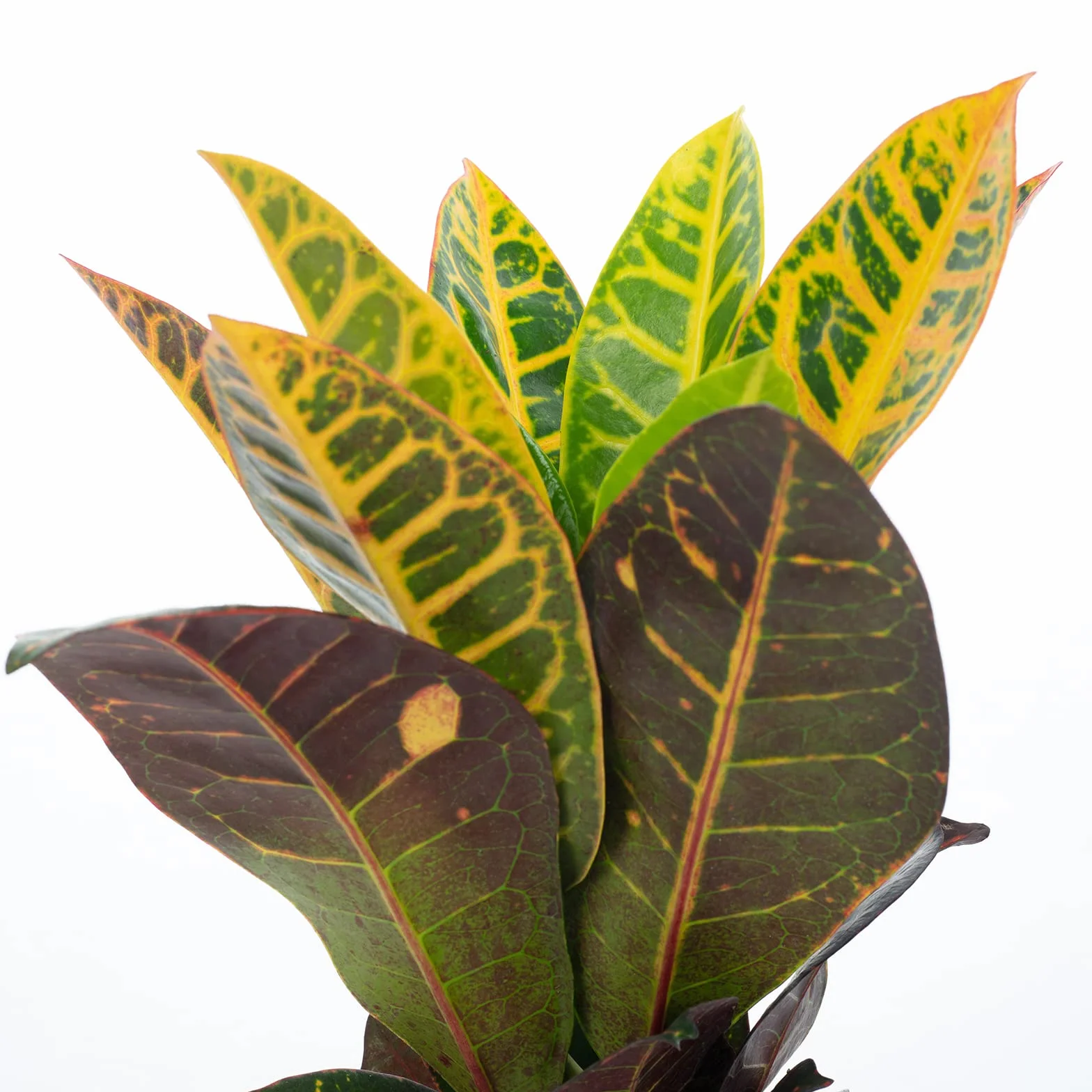 Codiaeum Petra krzew 40 cm doniczka 13 cm roślina pokojowa