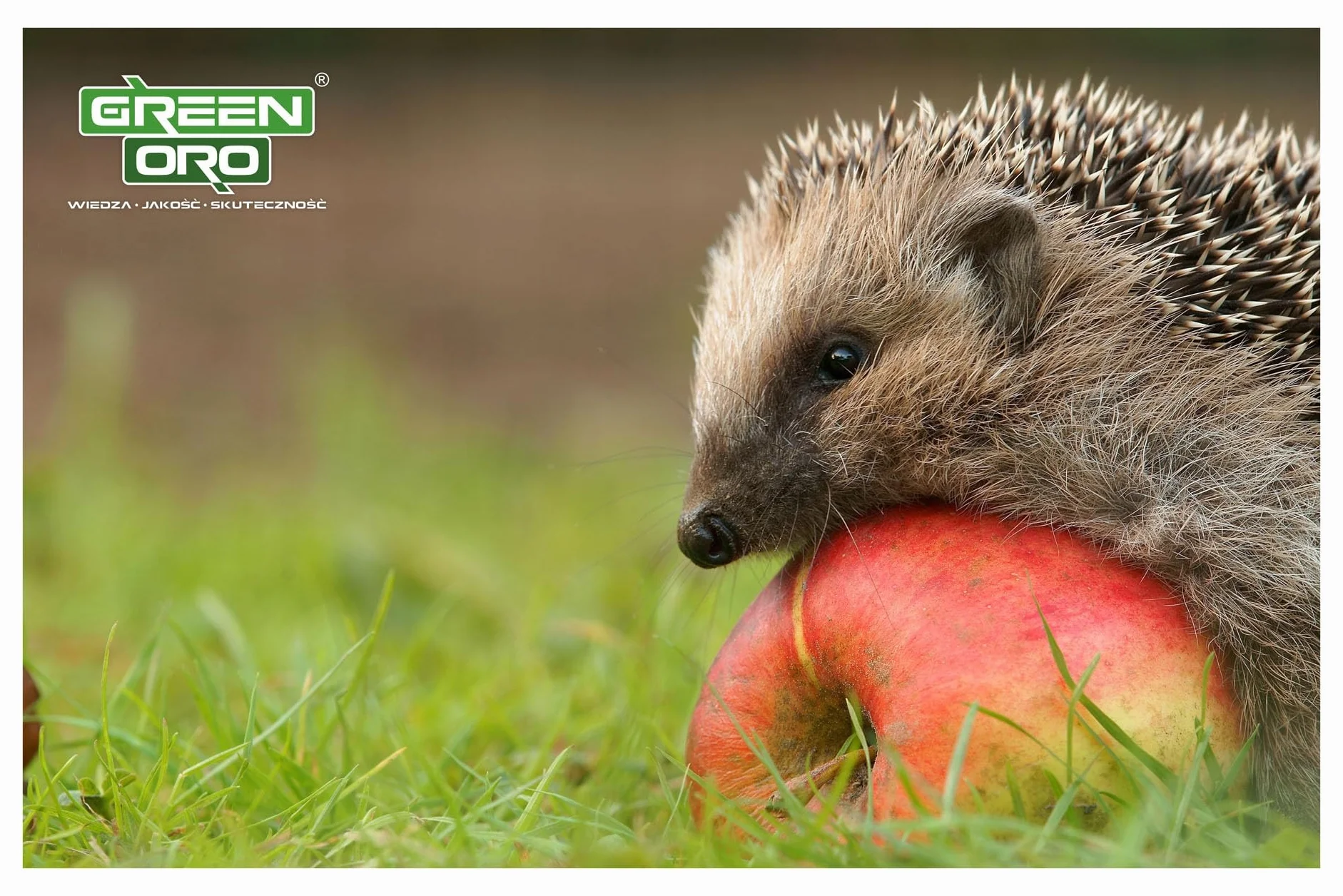 GREEN AKI 10KG - Jesienny, wysoko skoncentrowany nawóz do trawników, traw ozdobnych i traw pampasowych.