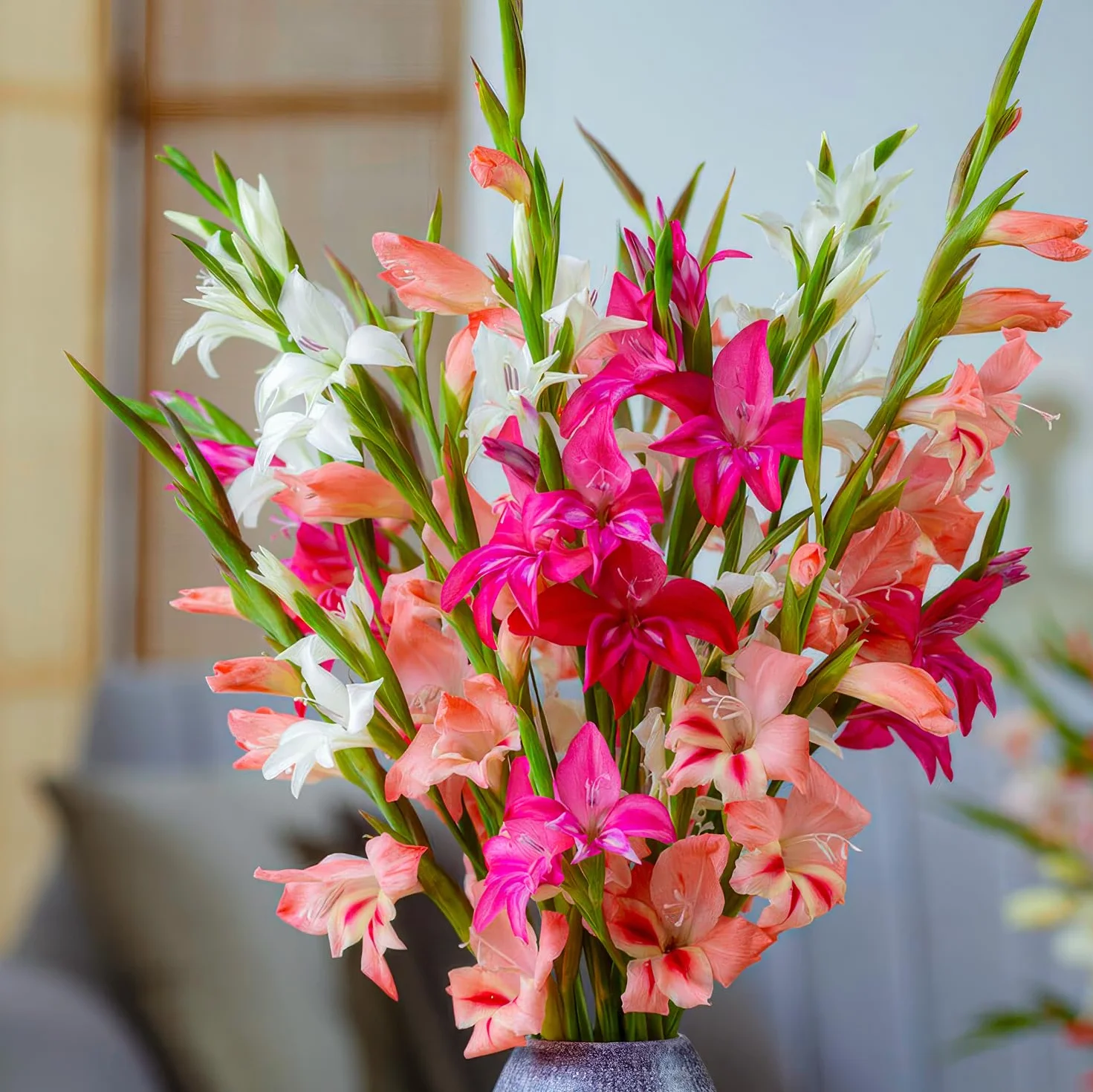Cebule gladioli Botanisch Nanus Collection (50 cebulek kwiatowych) | ekskluzywna mieszanka roślin z Holandii | 7 odmian/kolorów | dekoracja do ogrodu, na balkon (bez nasion, nie
