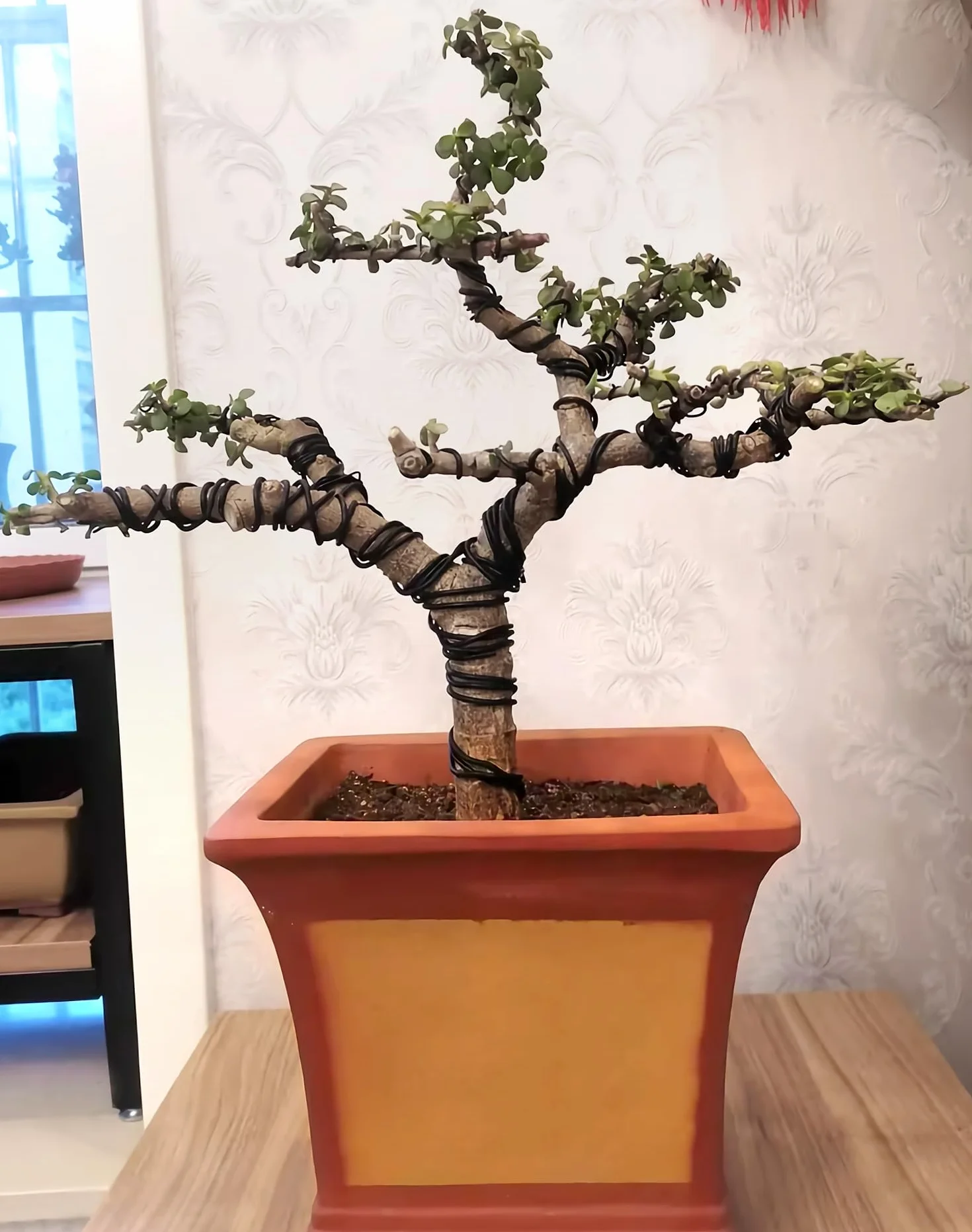 QWORK 50 m (5 rozmiarów) rolki drutu Bonsai, 1,0 mm/1,5 mm/2,0 mm/2,5 mm/3,0 mm - czarny anodowany drut aluminiowy