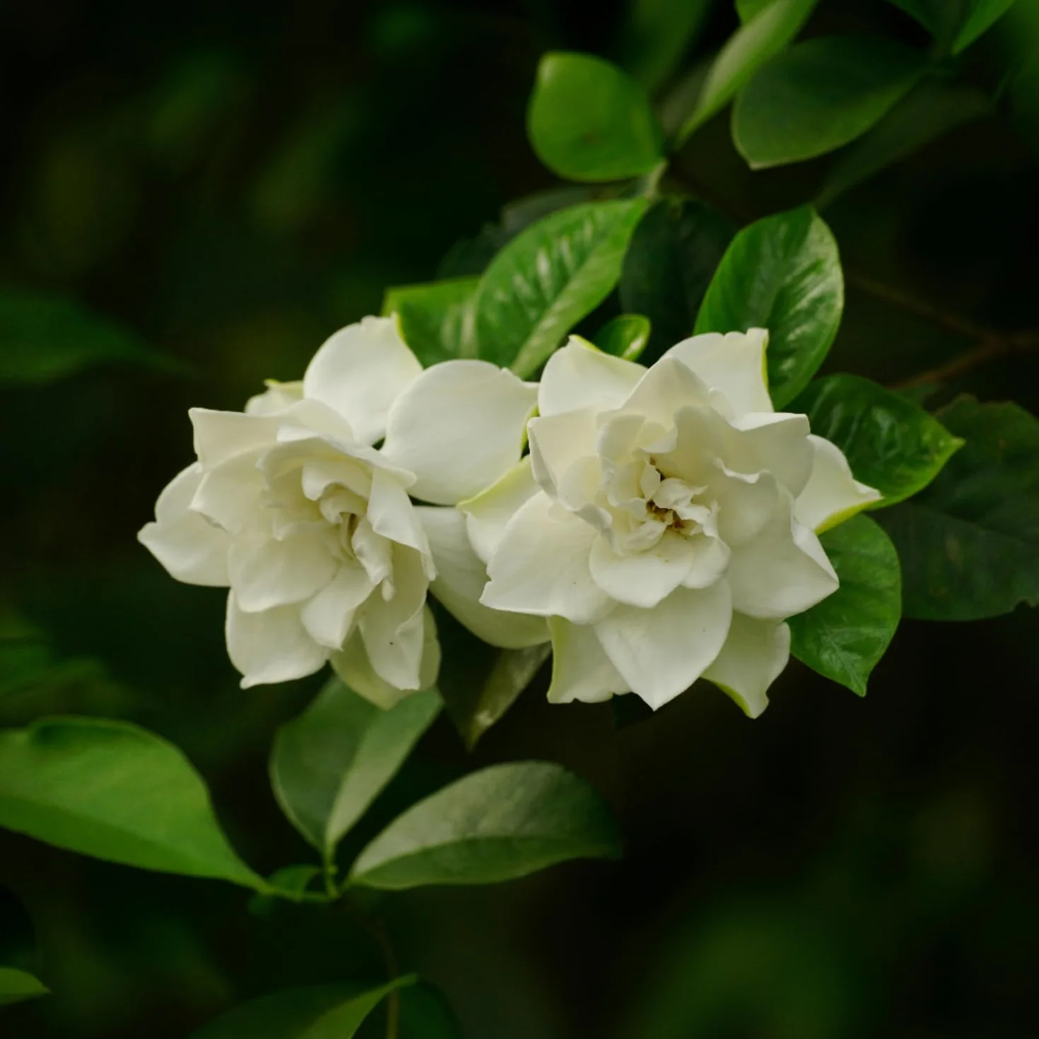 Gardenia Jaśminowata Zestaw 2 sztuk Roślina domowa Doniczka 13cm Wysokość 20-30cm